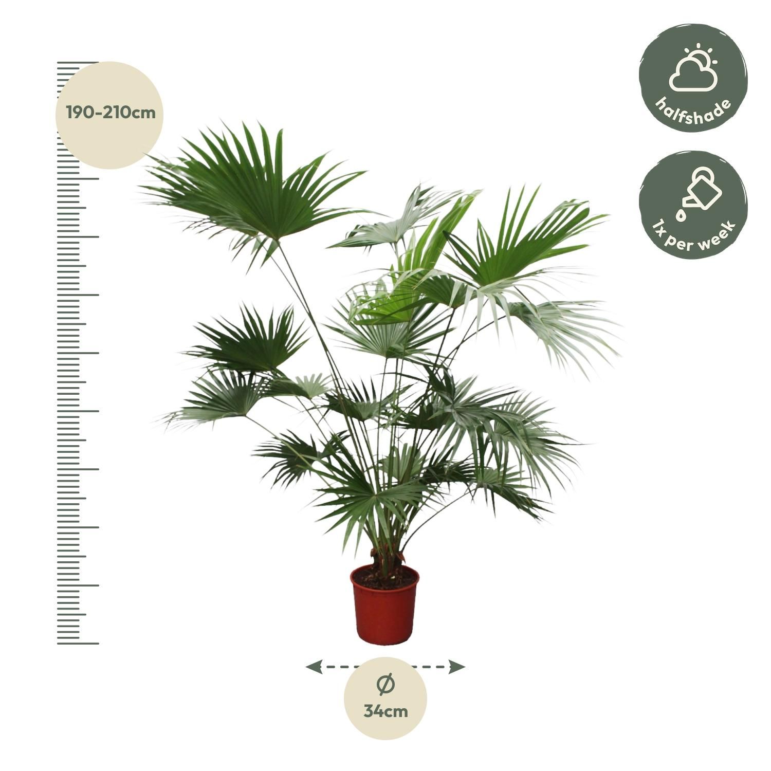 Chinesische Fächerpalme Livistona Chinensis