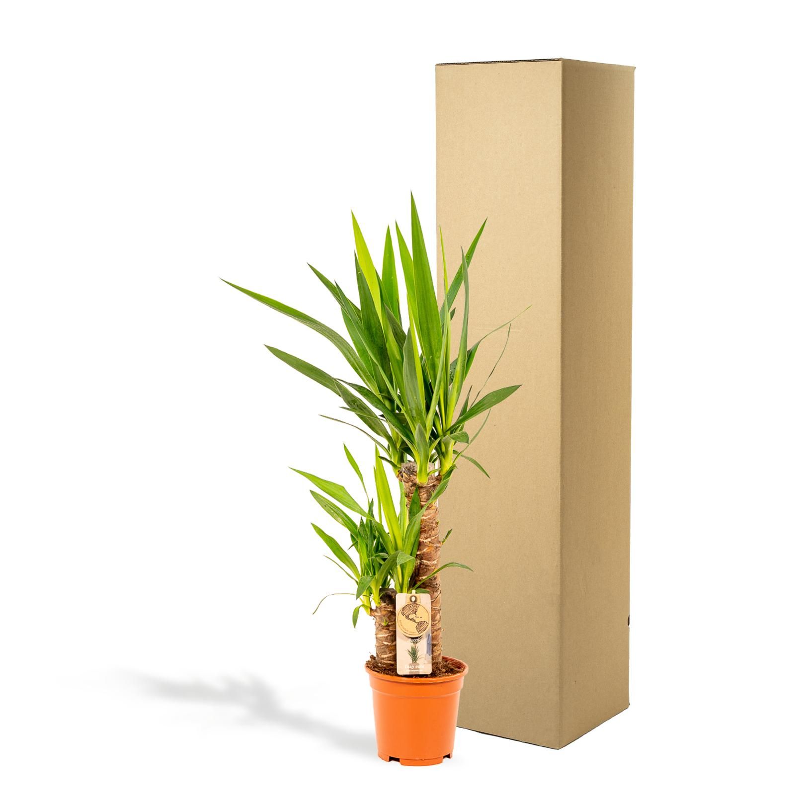 Yucca Palmlilie Zimmerpflanze – Robust & Pflegeleicht