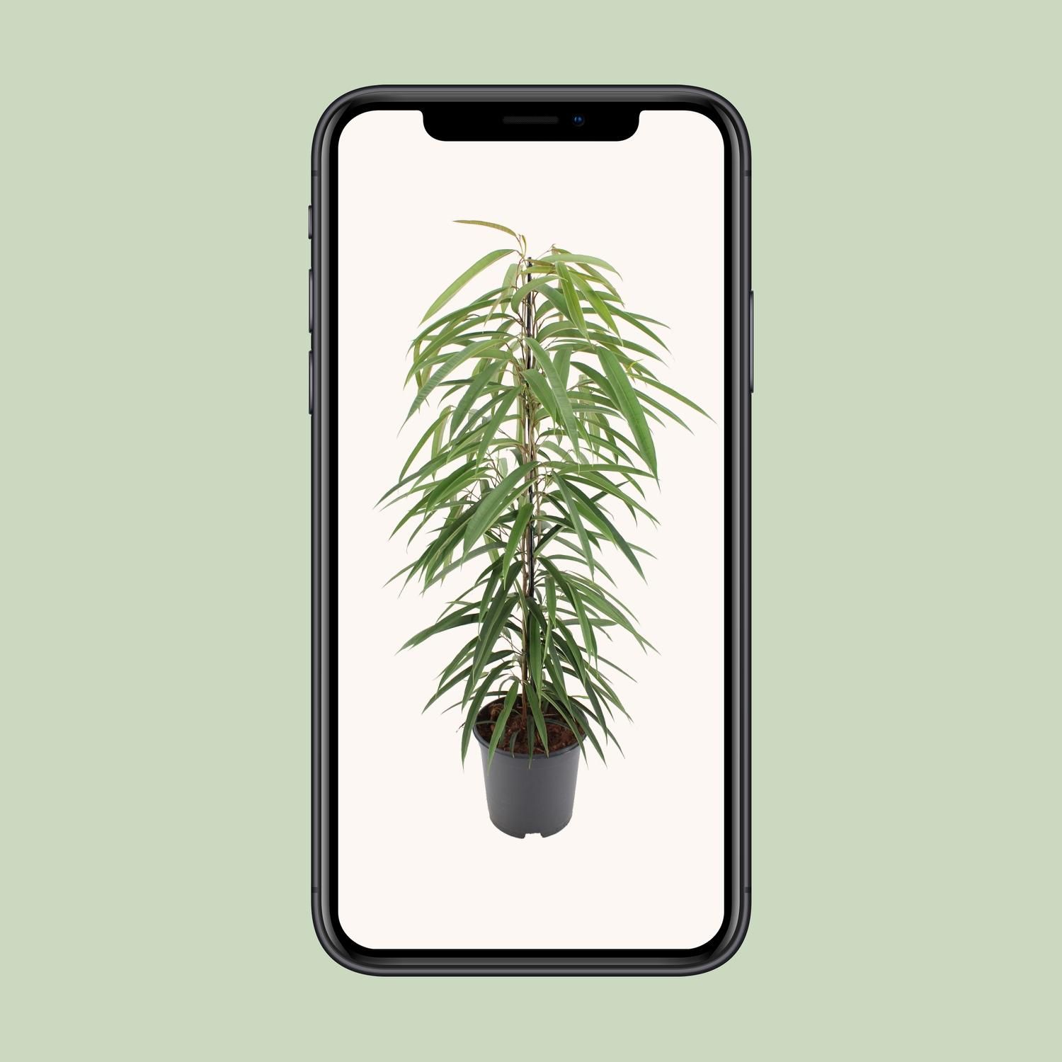 Eleganter Ficus Binnendijkii Alii Zimmerpflanze