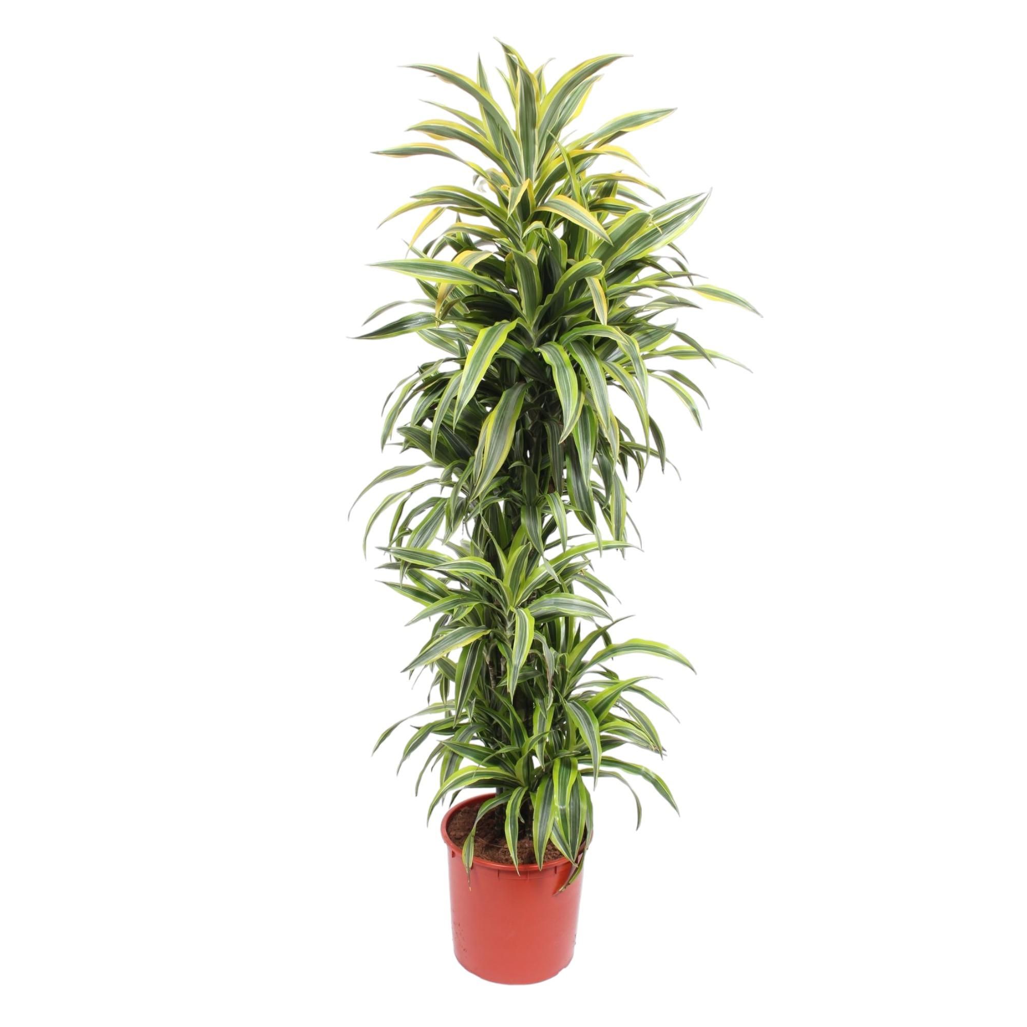 Dracaena Lemon Lime Zimmerpflanze