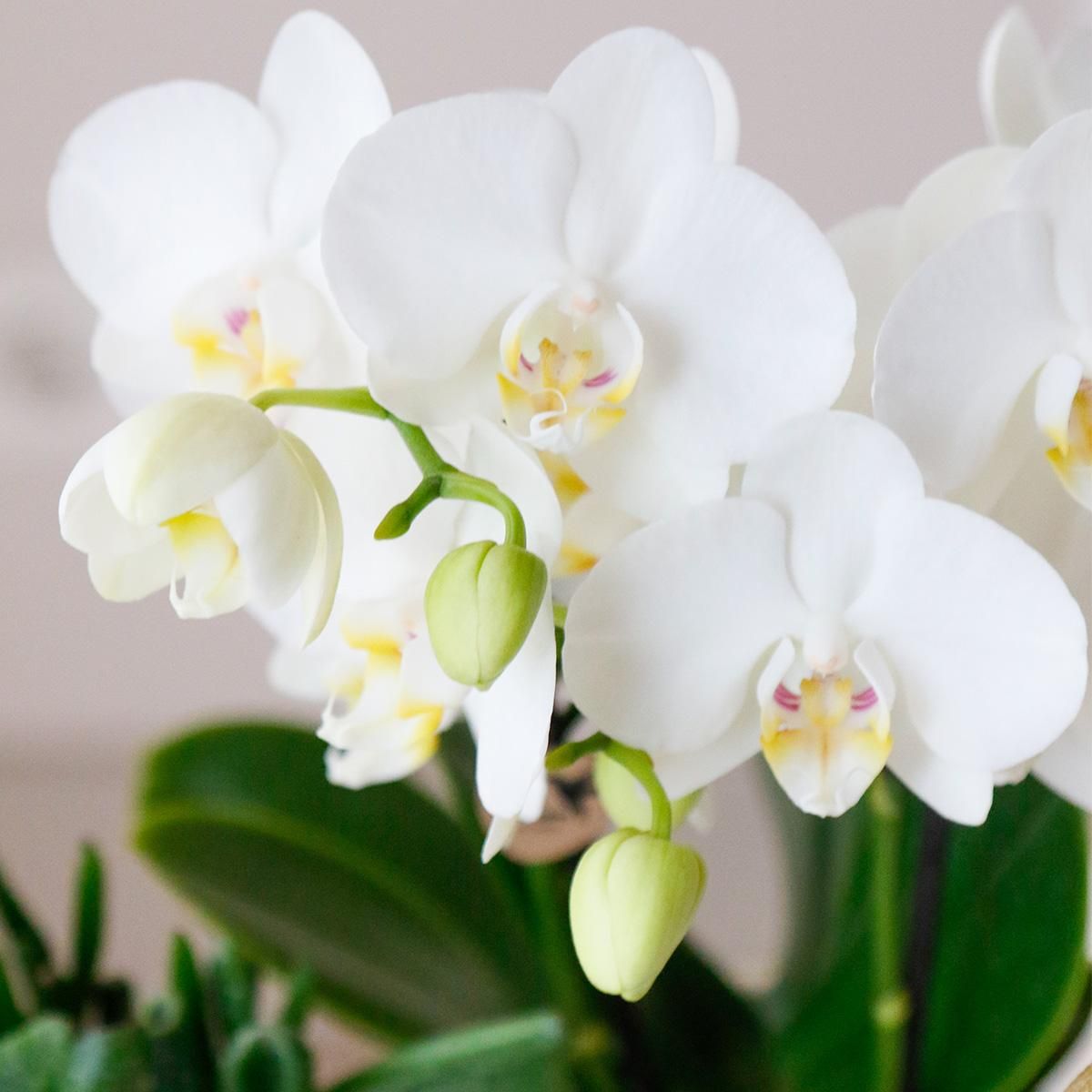 Phalaenopsis Orchidee Weiß
