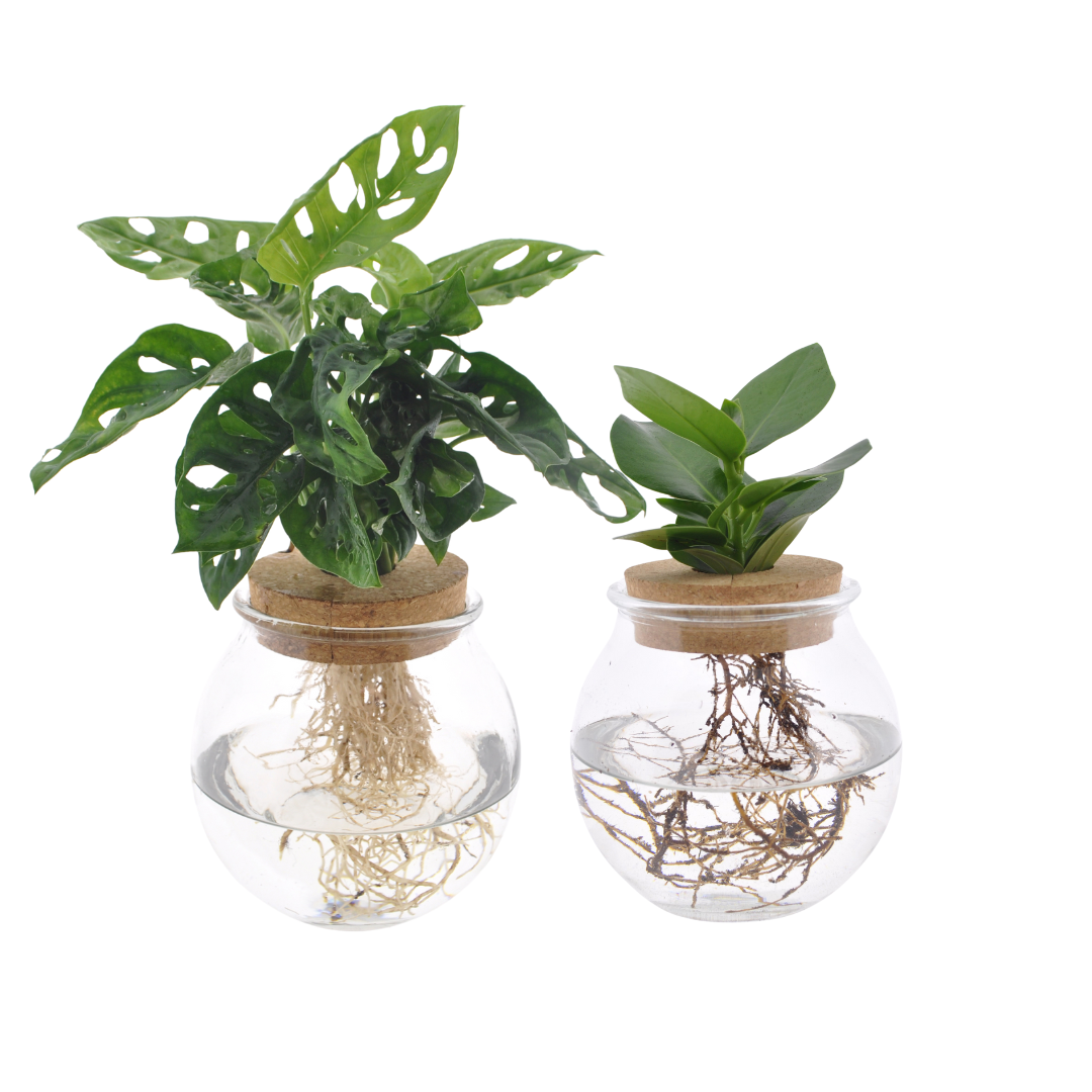 Bolglas Duo Pflanzen Set – Monstera Adansonii & Clusia – 2 Stück – Ø12cm