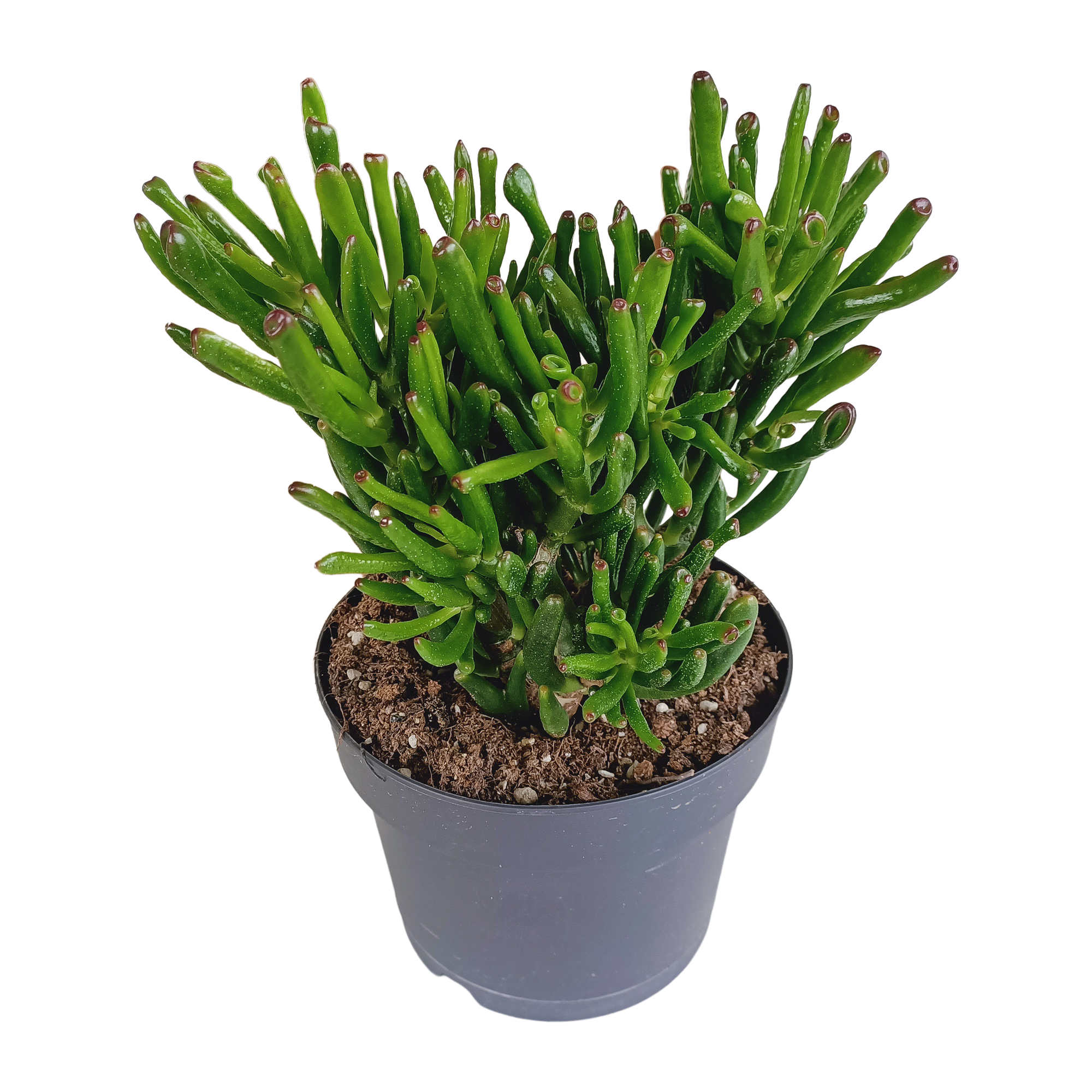 Crassula Gollum - Lebendige Sukkulente für Wohnzimmer