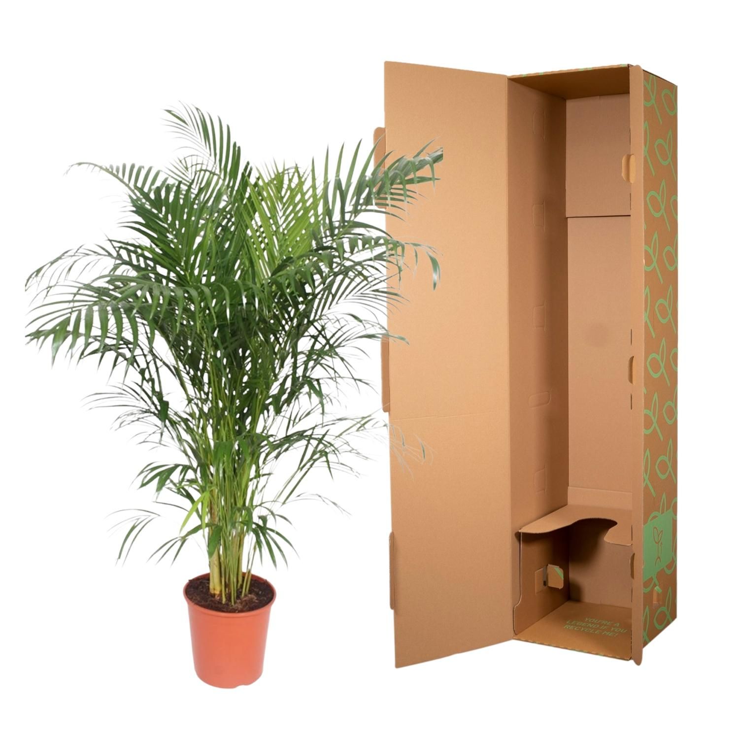 Dypsis Lutescens Areca Palm - Elegante Goldpalme