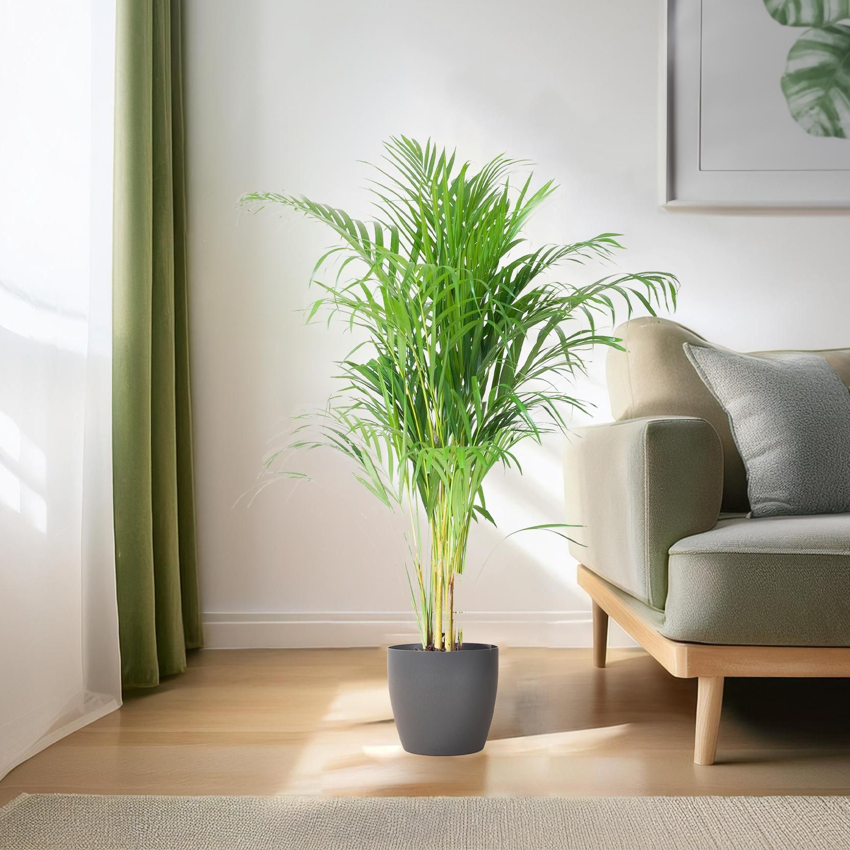 Areca Palme mit Viber Übertopf Grau