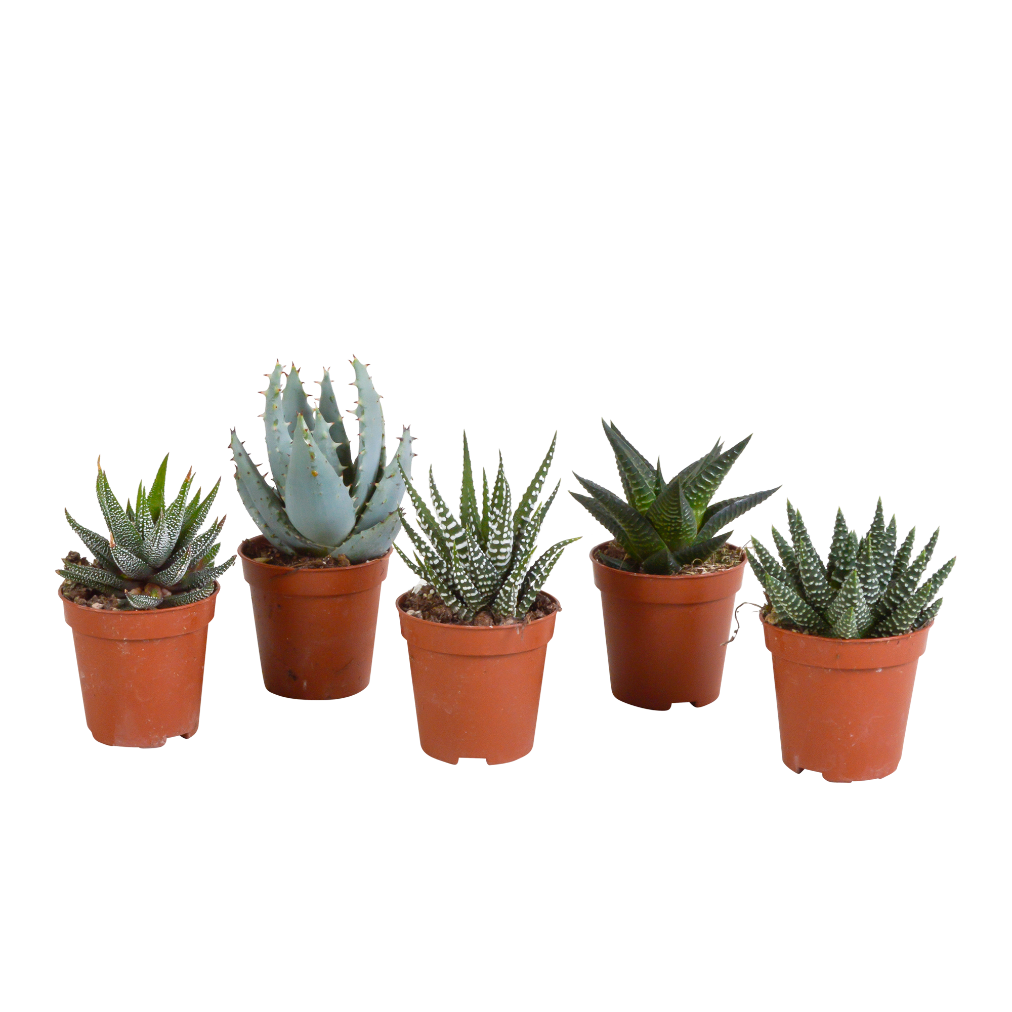 Gasteria und Haworthia Mix Sukkulenten ohne Topf