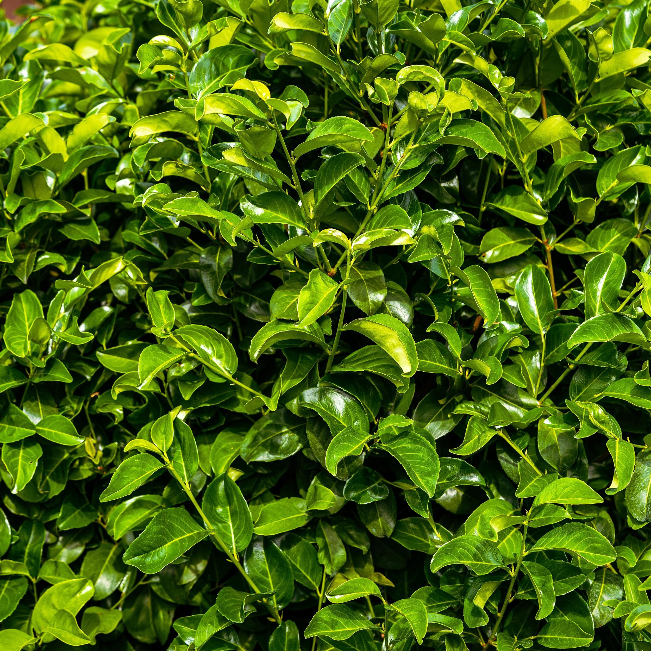 Heckenpflanzen Prunus laurocerasus Rotundifolia – Immergrün – 6 Pflanzen für 1 Meter