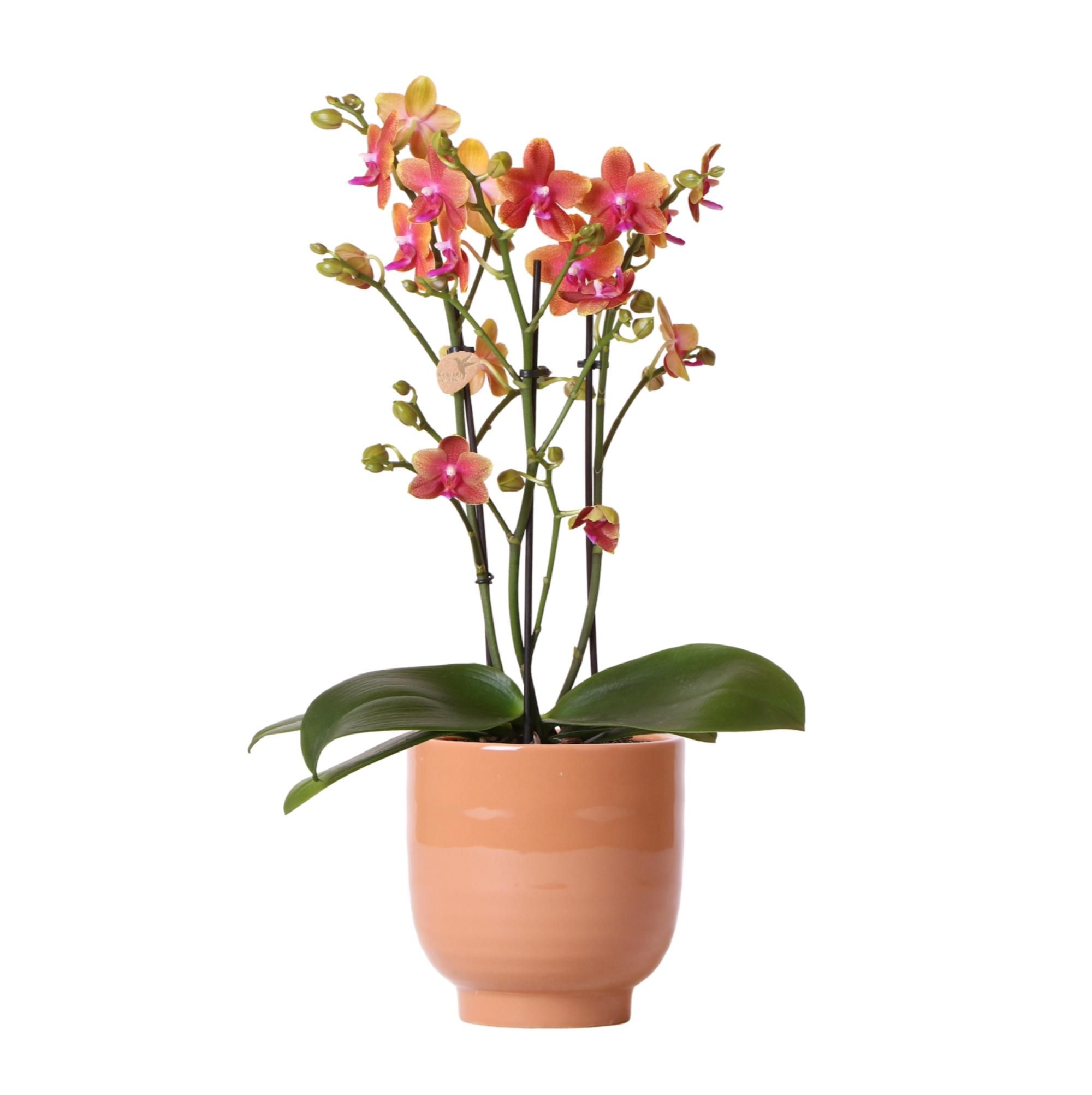 Phalaenopsis Orchidee in Cognac Glasur Topf