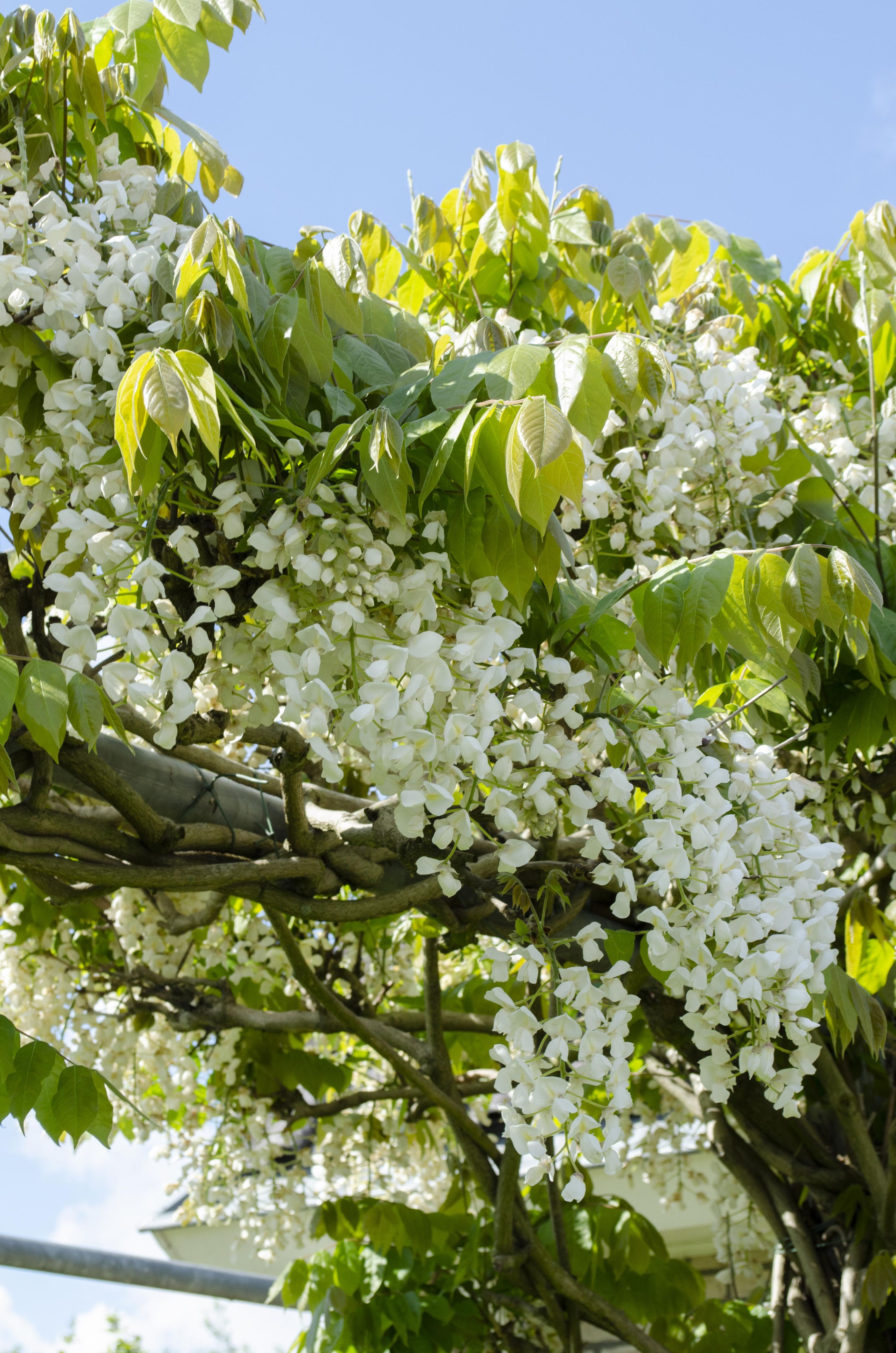 Wisteria Floribunda Alba Weißer Regen Kletterpflanze