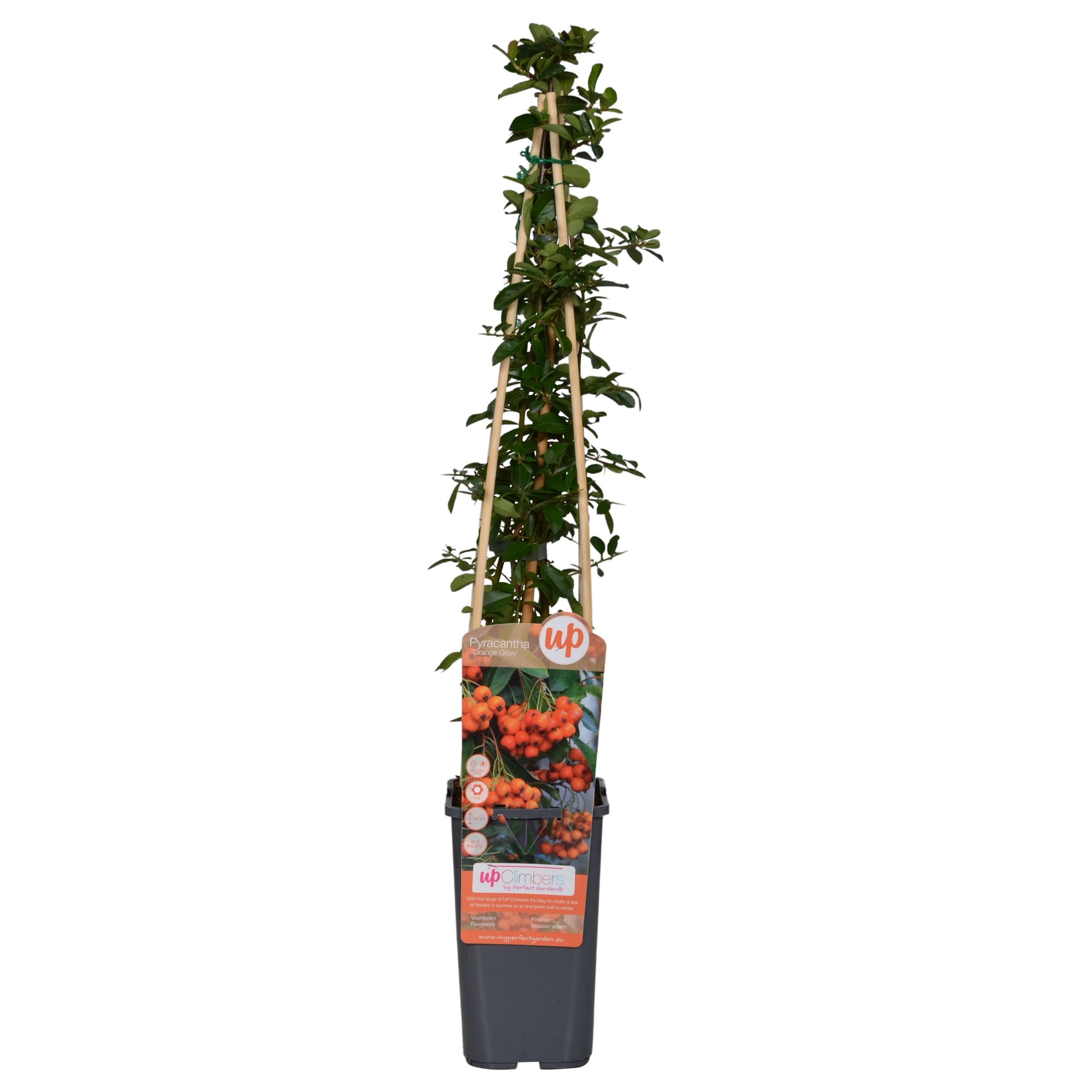 Pyracantha Orange Glow – dekorativer Heckenstrauch