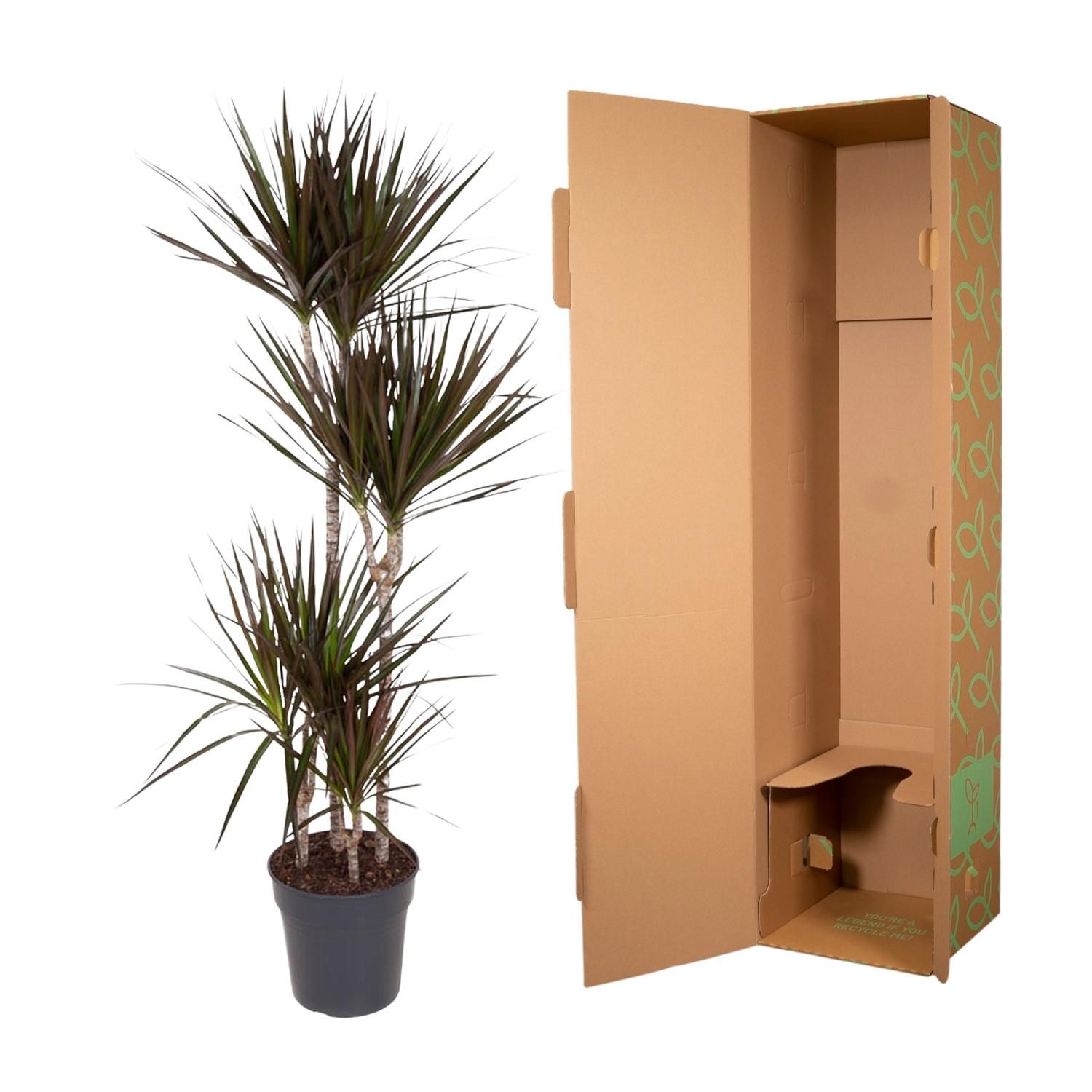 Dracaena Magenta – Tropische Zimmerpflanze mit magentafarbenen Blatträndern