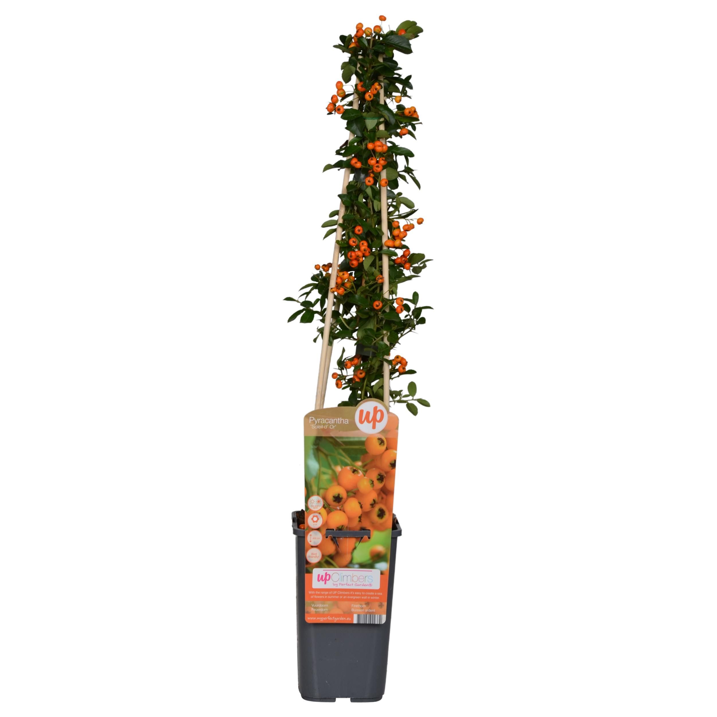 Pyracantha Strauch Soleil dOr