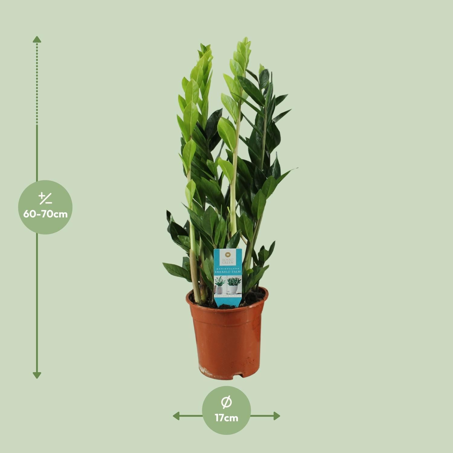 Zamioculcas Zimmerpflanze - pflegeleicht und elegant