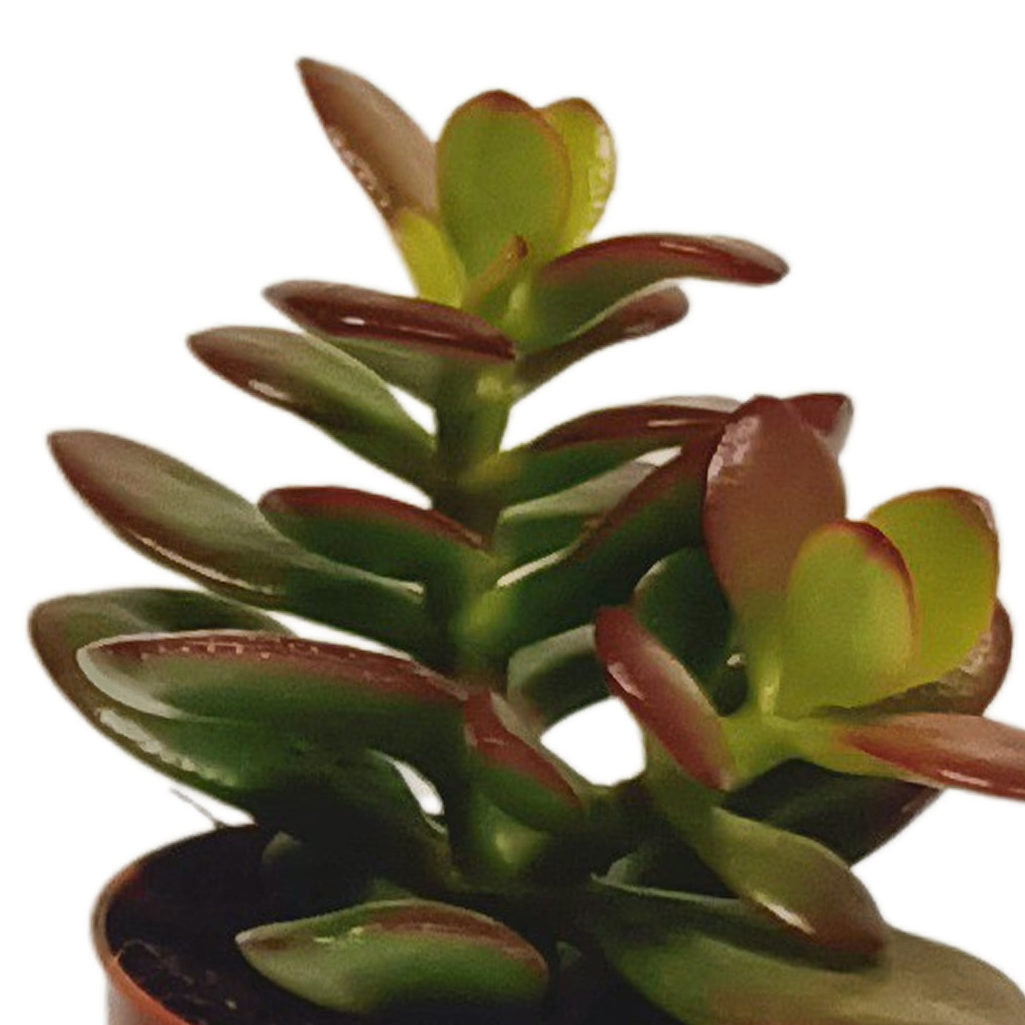 Echeveria Mix in Weißem Topf