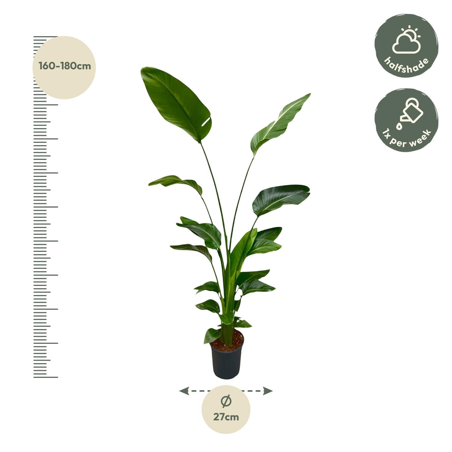 Strelitzia Nicolai Zimmerpflanze
