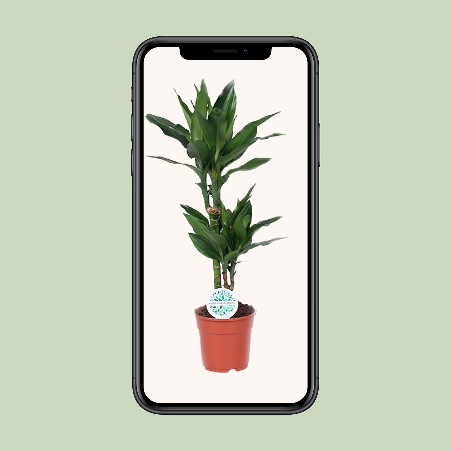 Dracaena Janet Lind Drachenbaum Zimmerpflanze