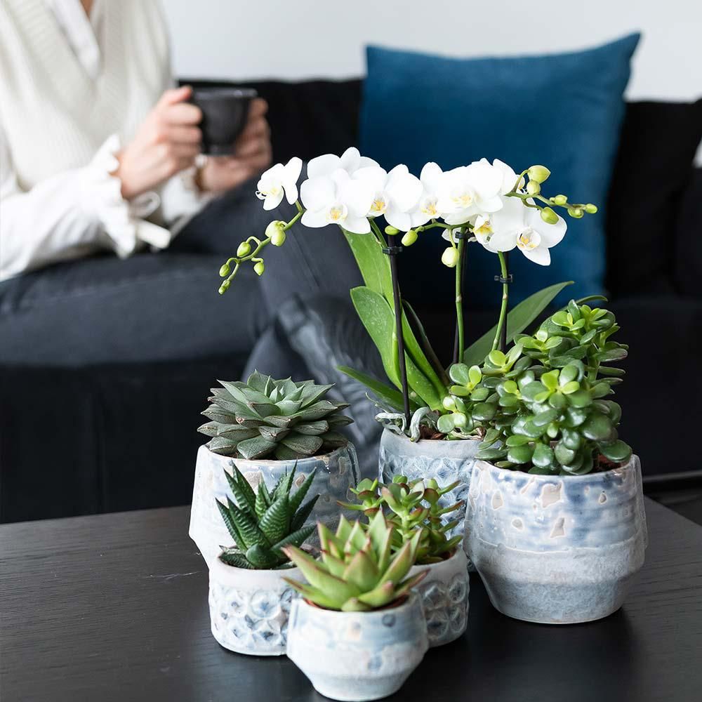 Kolibri Greens Sukkulenten-Set