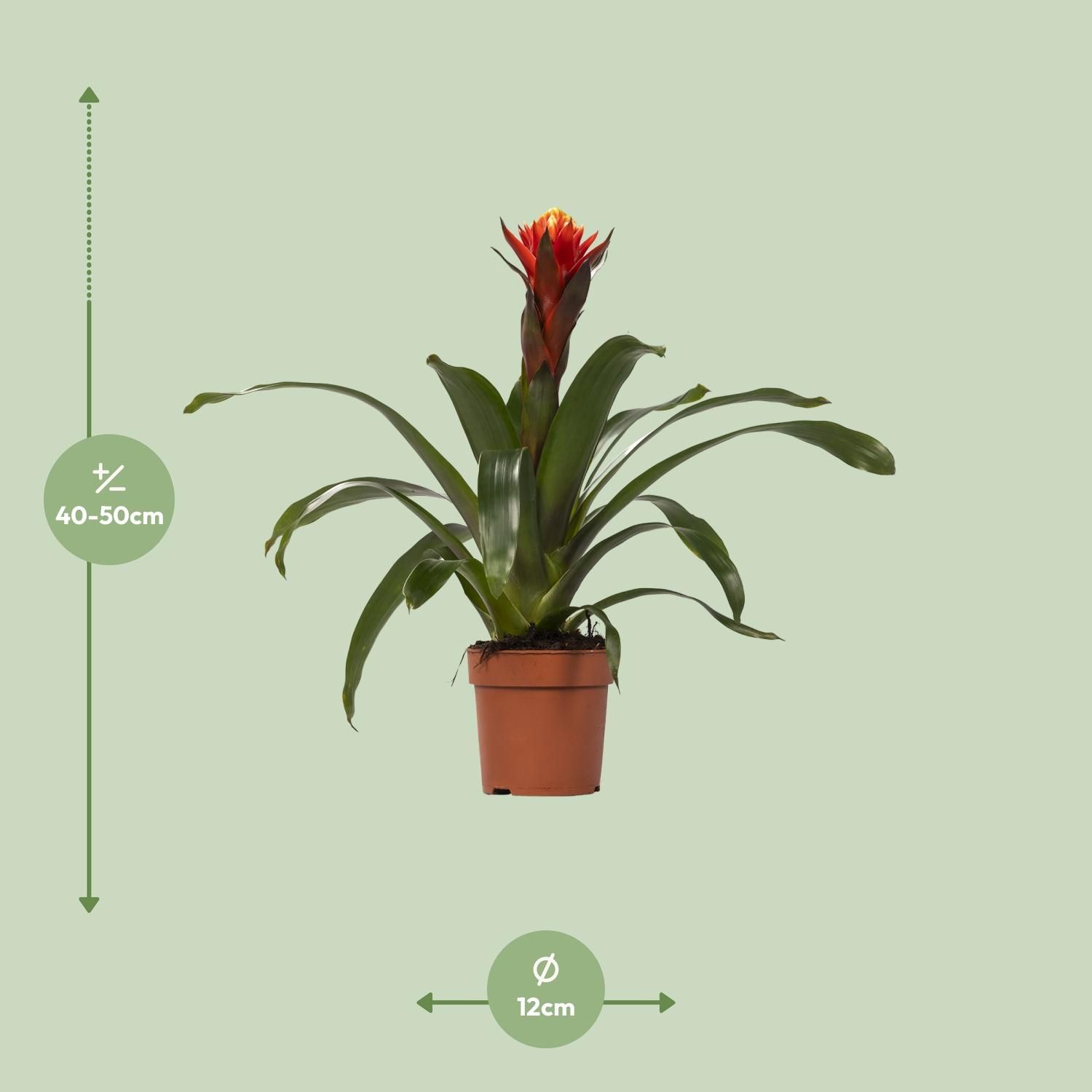 Guzmania Zimmerpflanze mit farbenfrohen Blüten