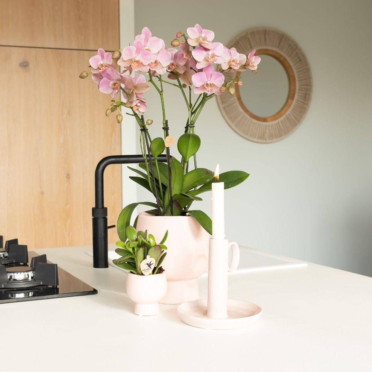 Phalaenopsis Orchidee Treviso in Altrosa