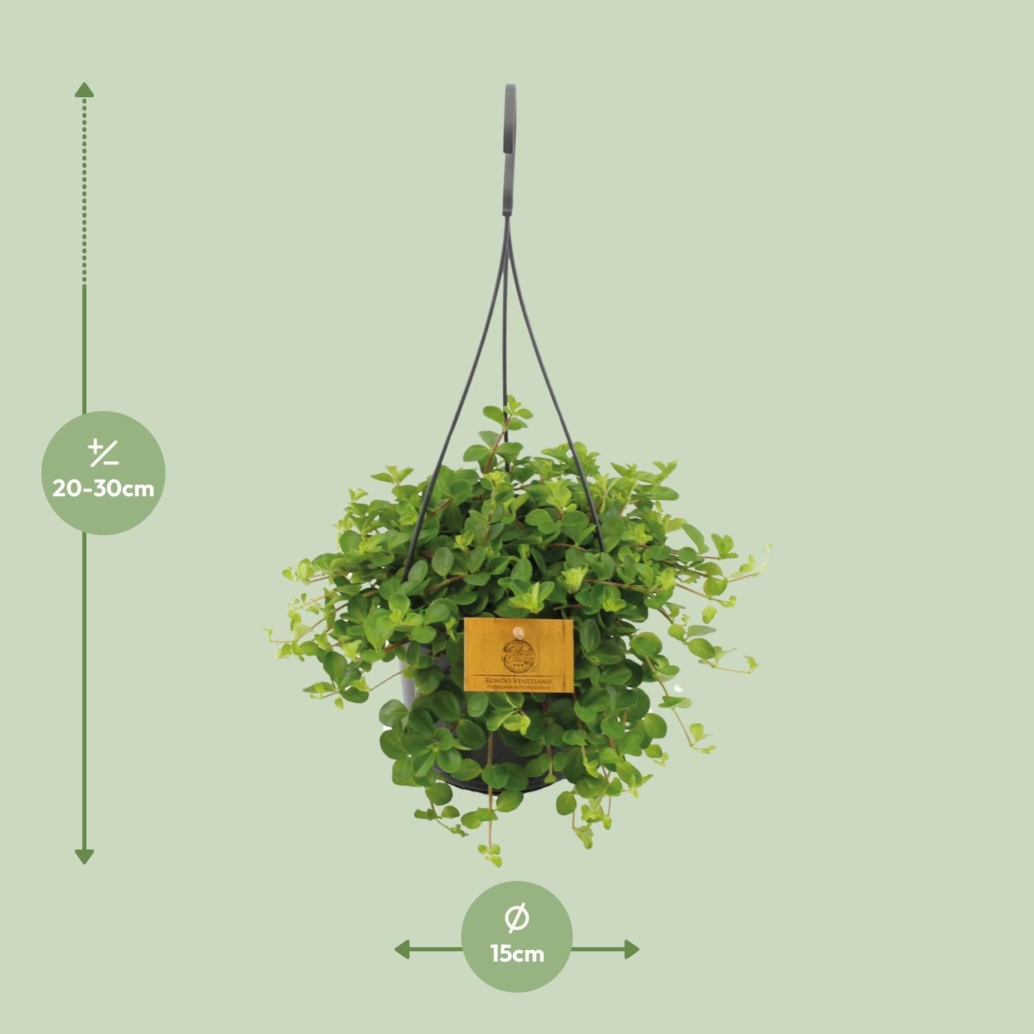 Peperomia Rotundifolia Zimmerpflanze