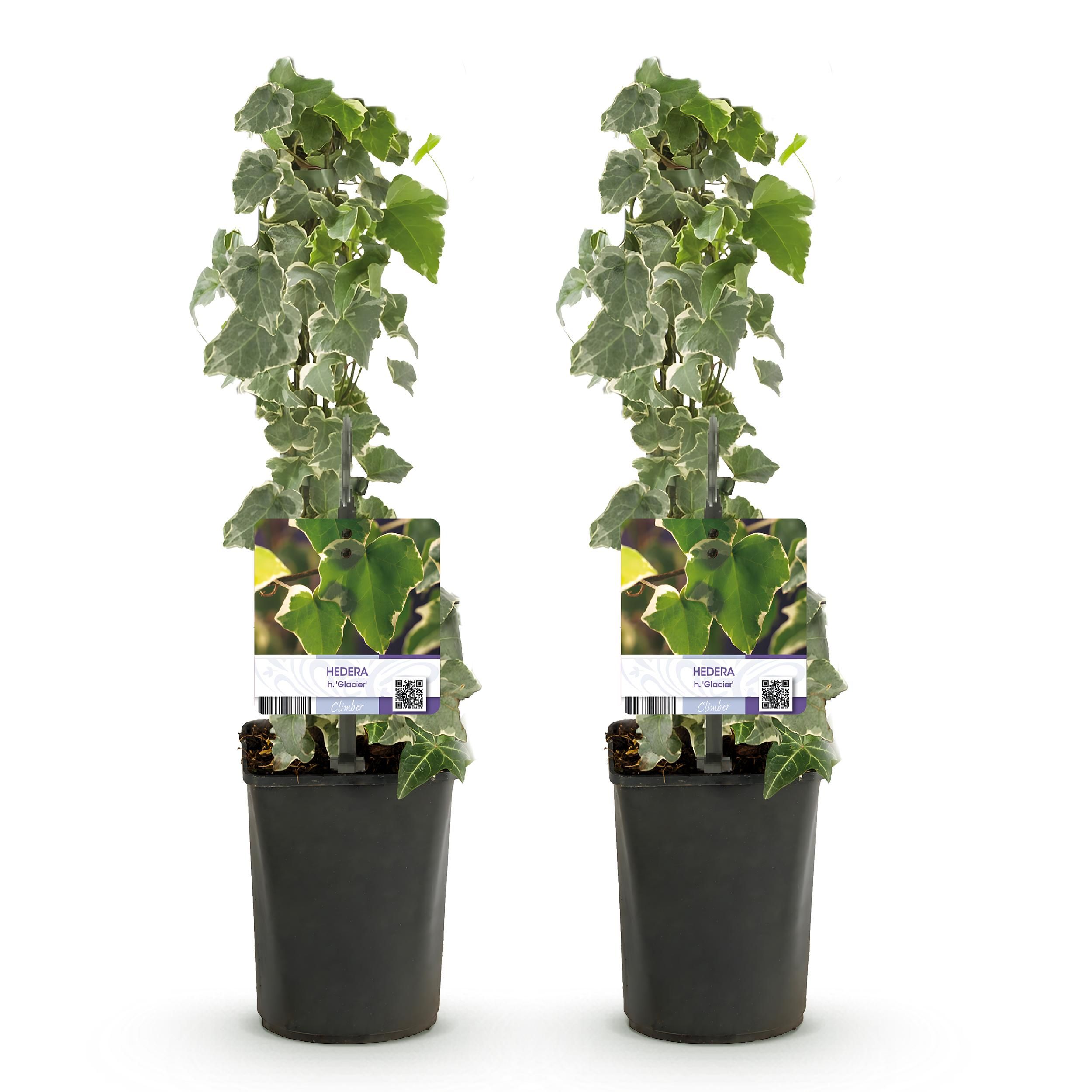 Hedera helix – Echter Efeu – Kletterpflanze – Immergrün – 2 Pflanzen