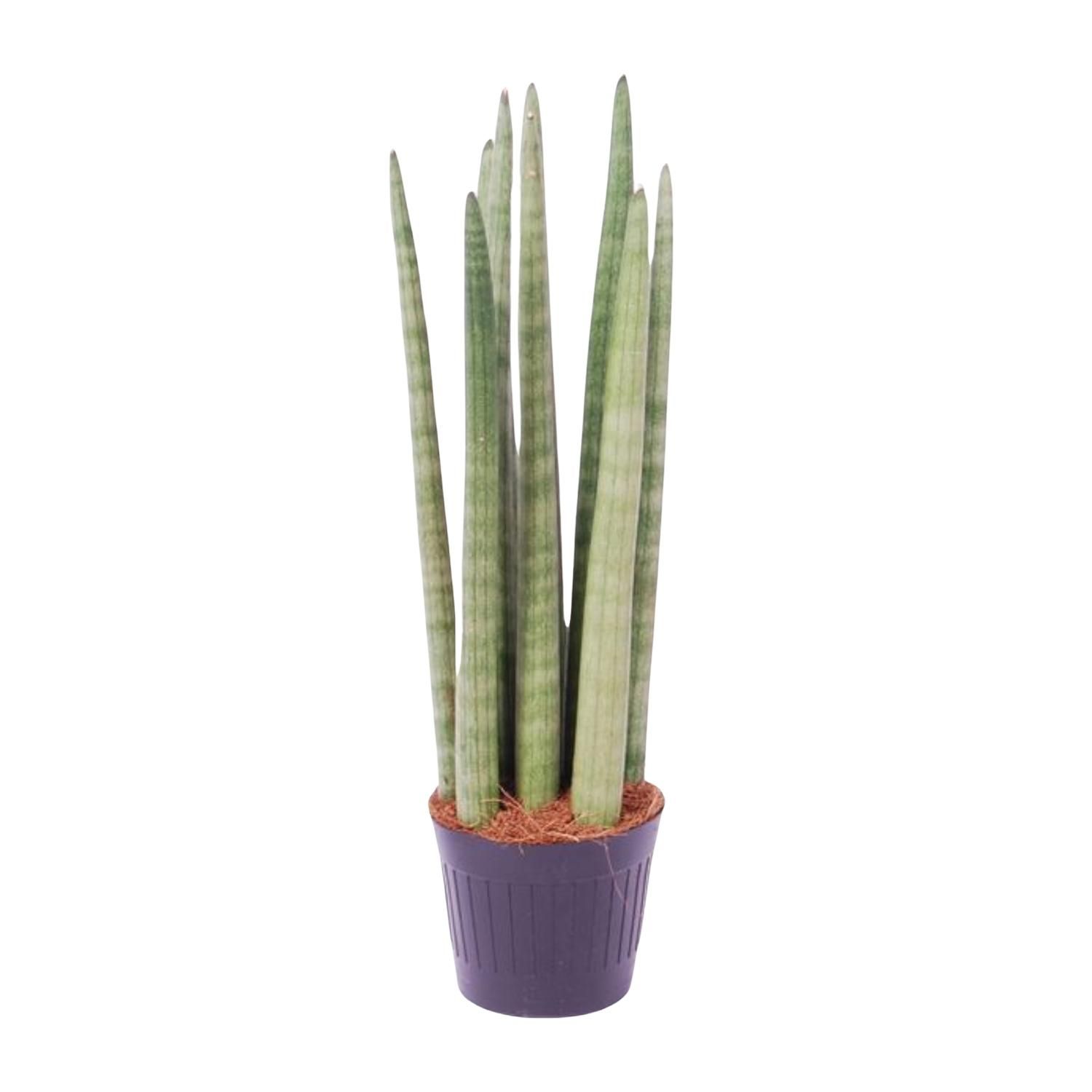 Sansevieria cylindrica – Elegante Zimmerpflanze mit schwertförmigen Blättern