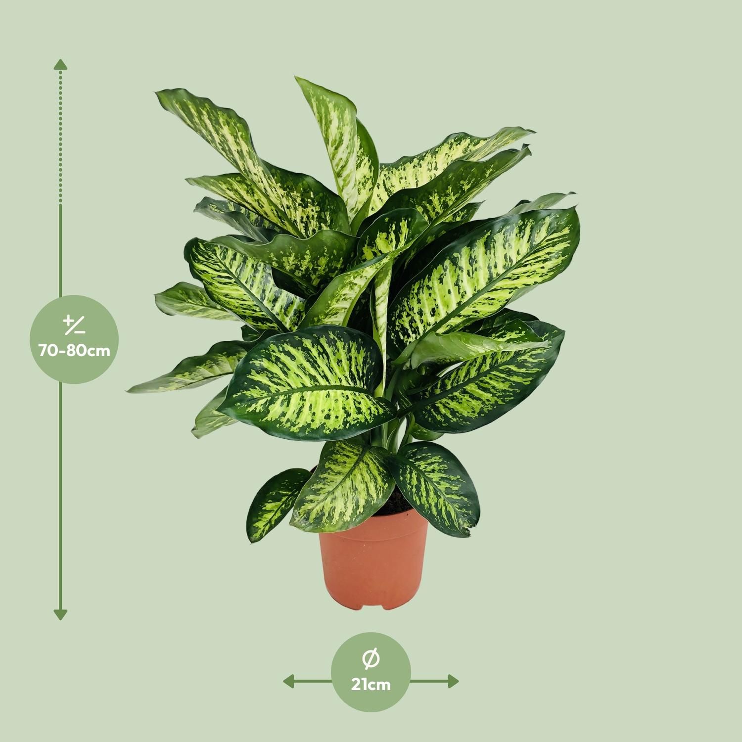 Dieffenbachia Camilla | Ø21cm Topf, 75cm Höhe | Auffälliges Laub – Stilvolle Zimmerpflanze Maroba