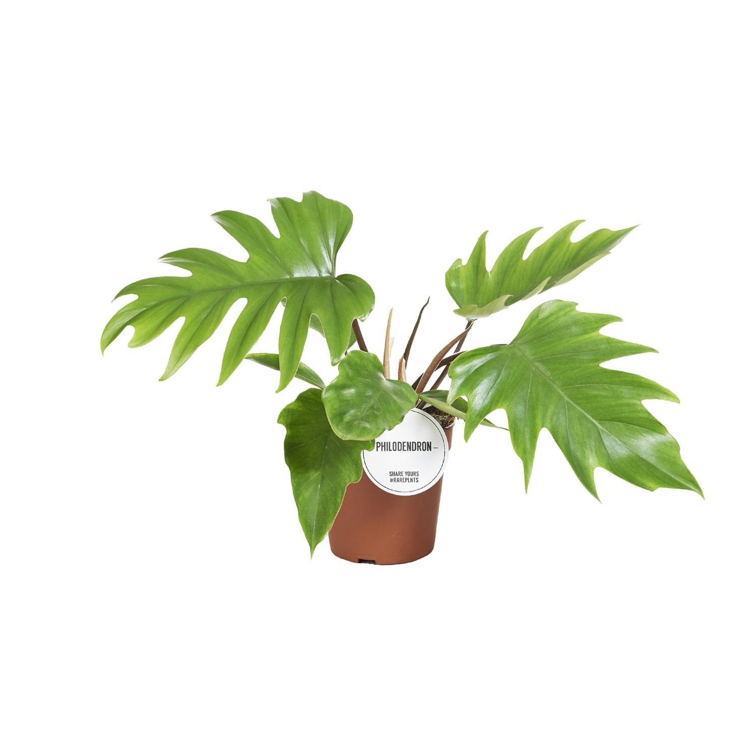Philodendron Mayoi Zimmerpflanze