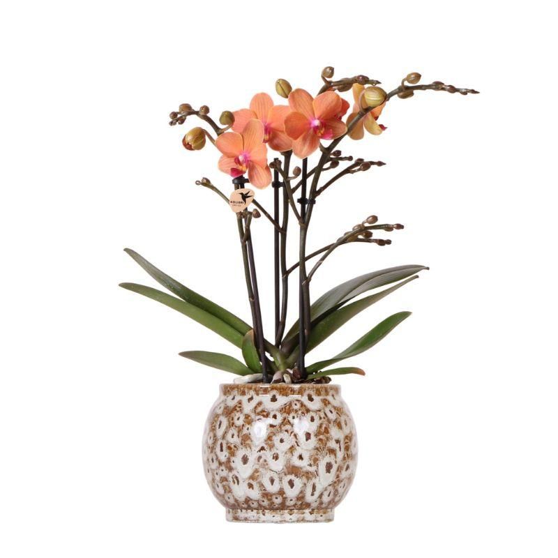 Orange Phalaenopsis Orchidee in Safari Keramiktopf