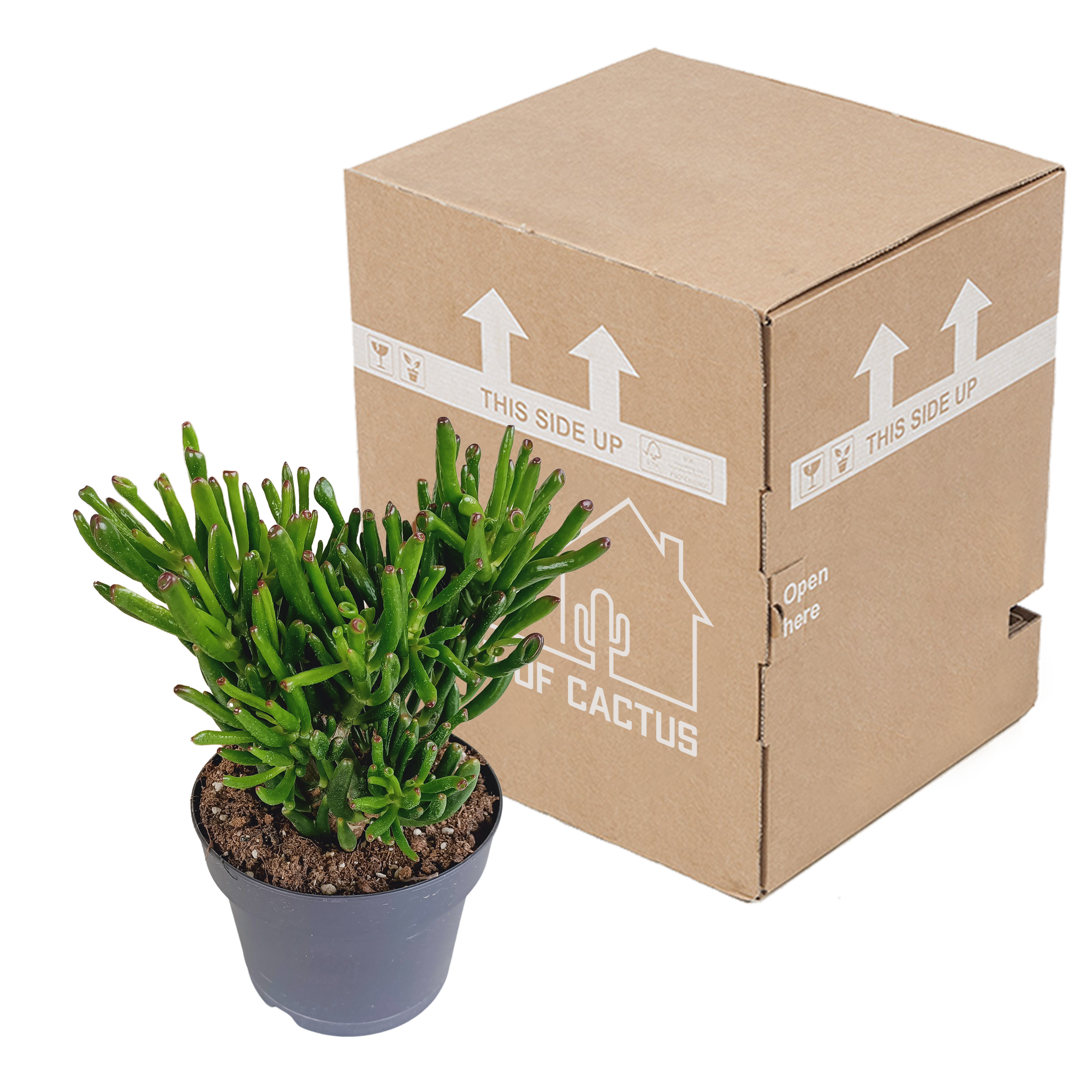 Crassula Gollum - Lebendige Sukkulente für Wohnzimmer