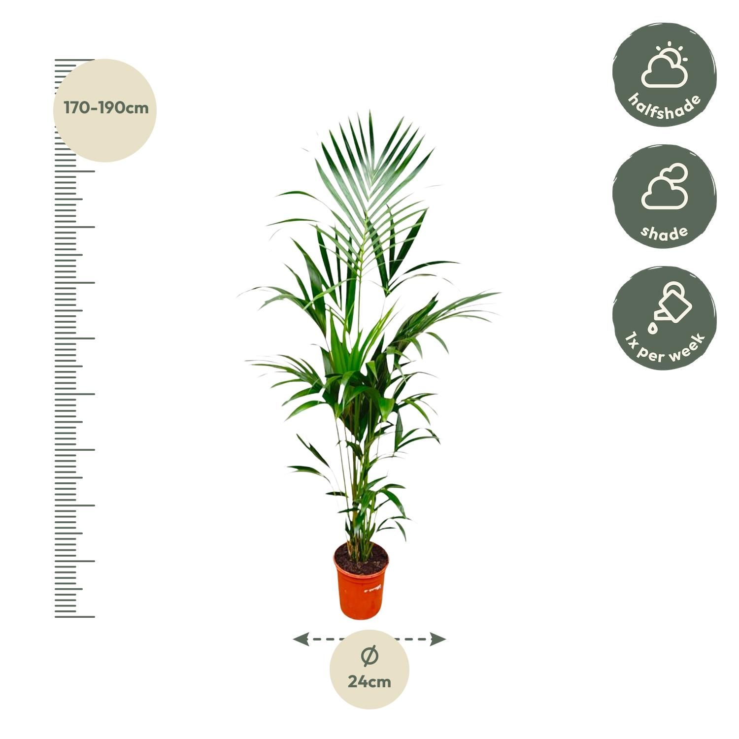 Kentia Palme elegant und tropisch