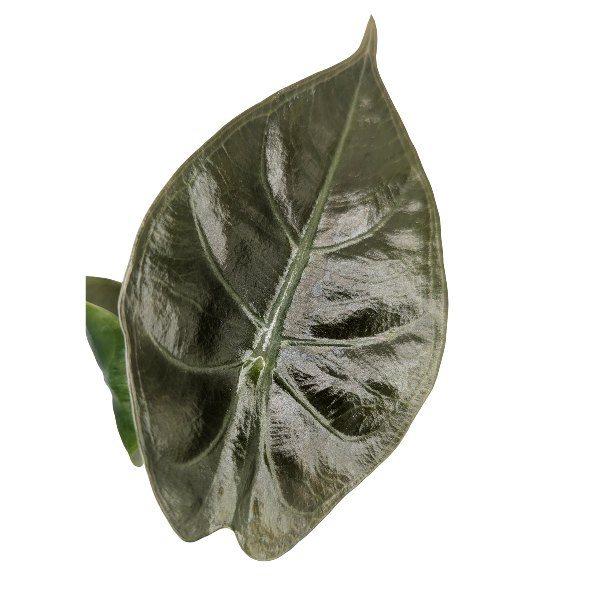 Alocasia longiloba suhirmaniana