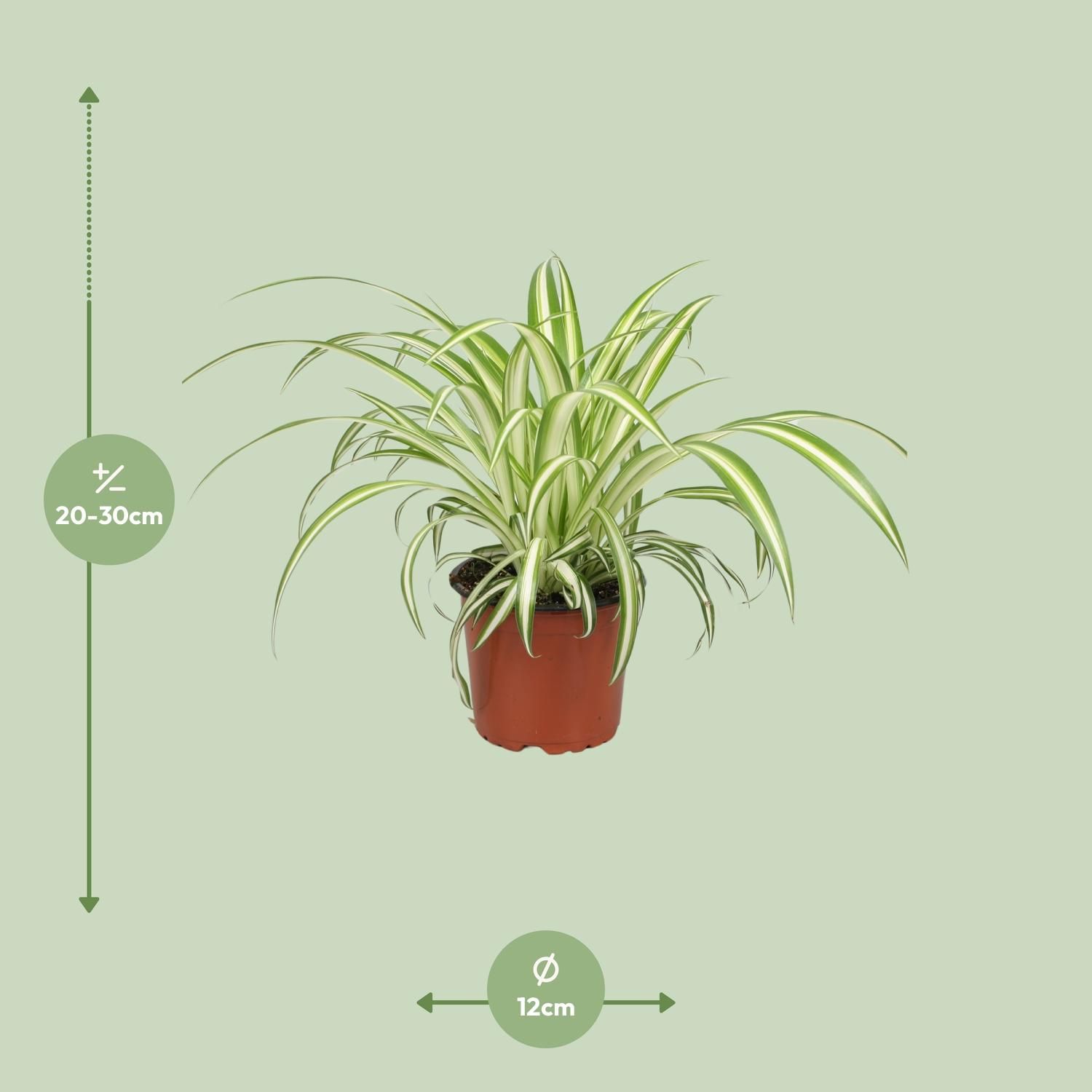 Chlorophytum Zimmerpflanze mit eleganten, langen grünen Blättern