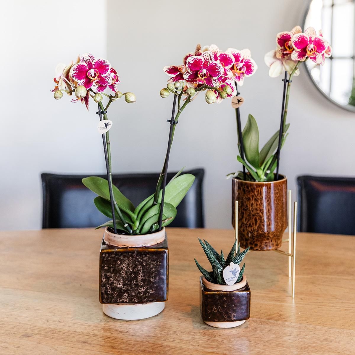 Phalaenopsis Orchidee Gelb-Rot