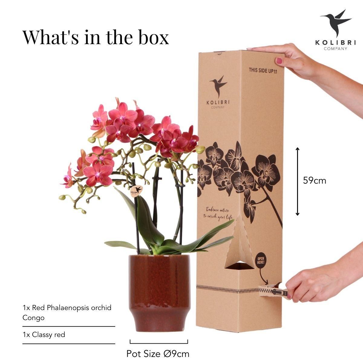 Andorra Phalaenopsis Orchidee in weißem Pastelltopf