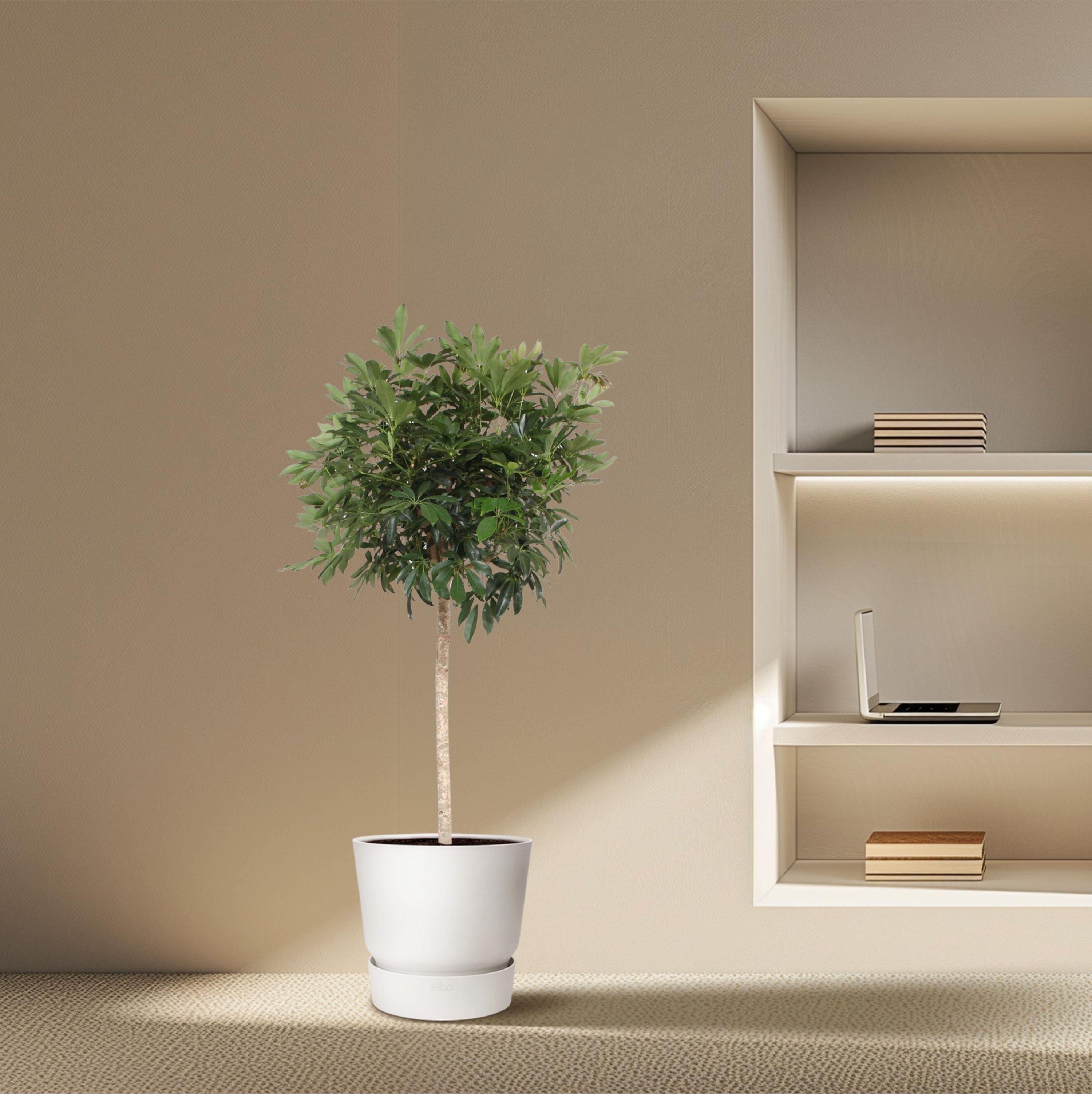 Schefflera Arboricola Kompakta Baum - 190 cm – Ø 45 cm Topfgröße