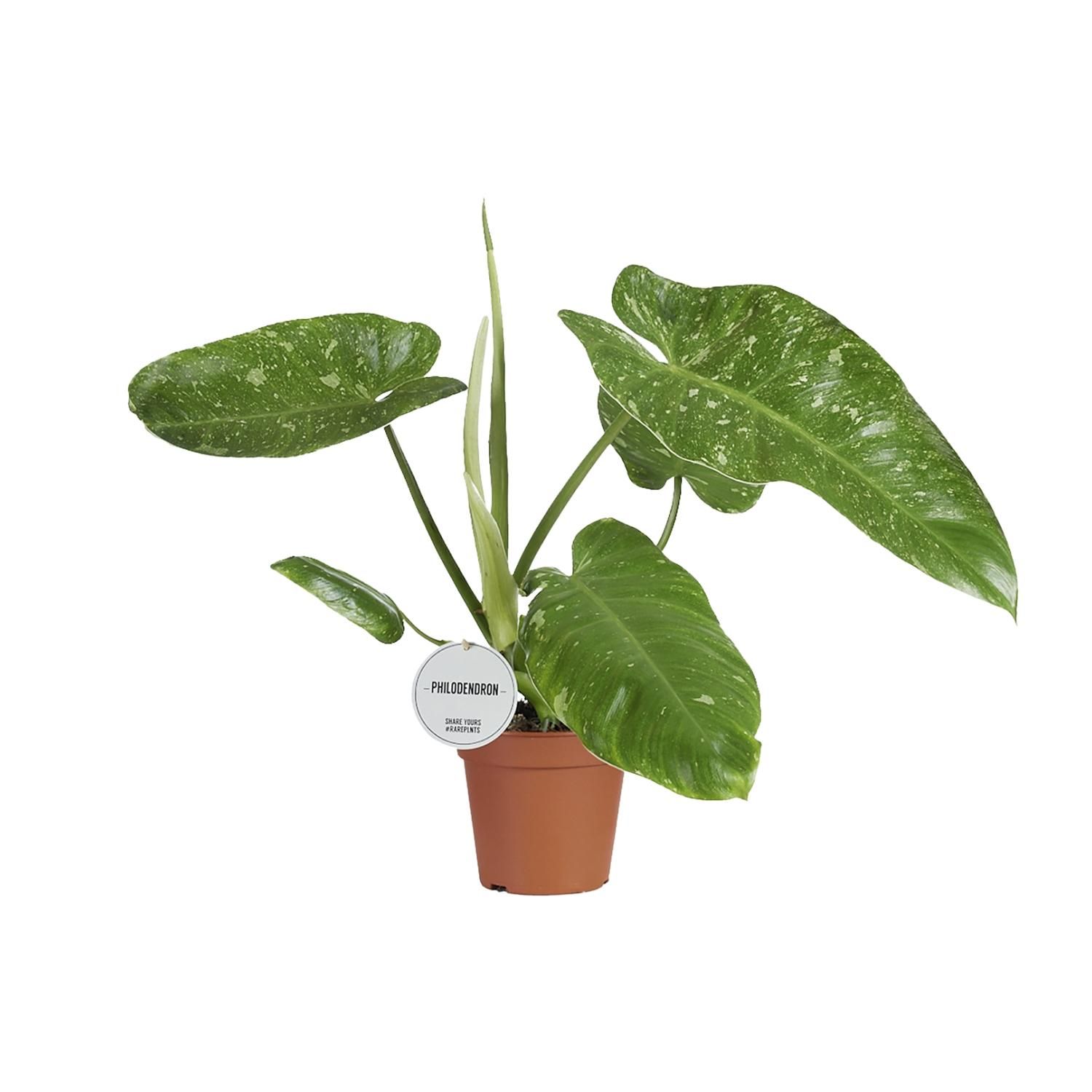 Philodendron Jose Buono – XL Größe – Beliebte Zimmerpflanze