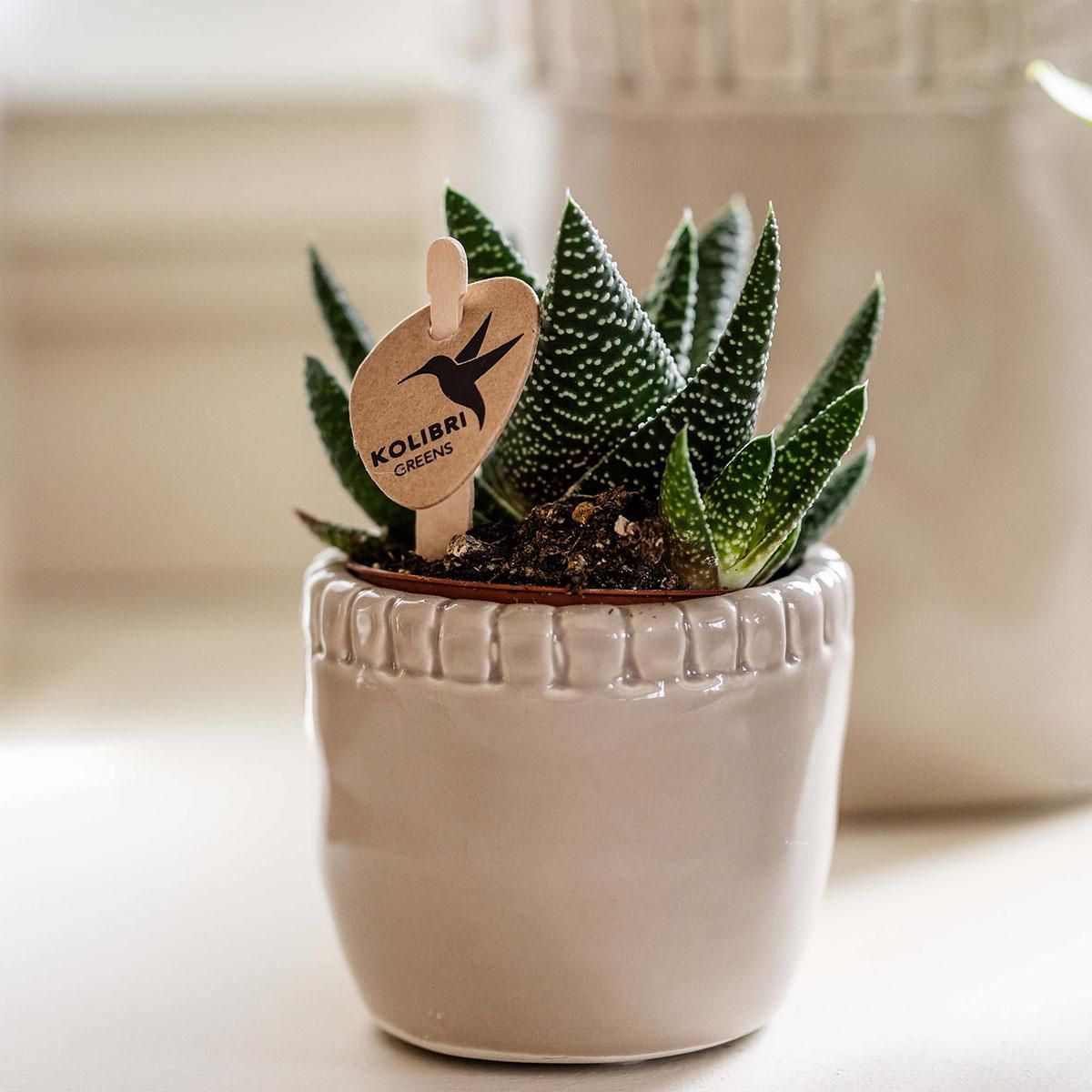 Haworthia Royal Highness Sukkulente Zimmerpflanze