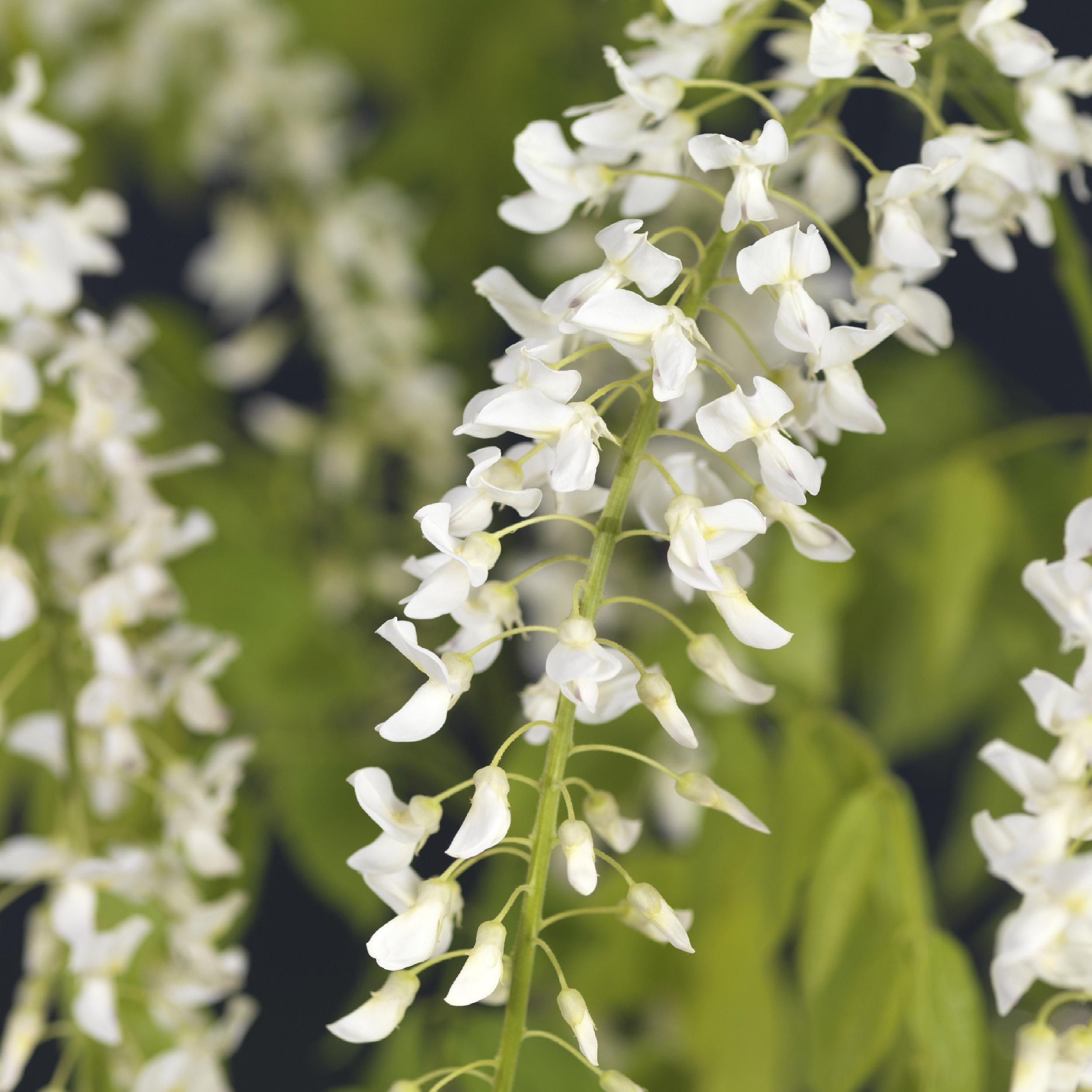 Blauregen Wisteria floribunda Alba – Weiße Blüten – 1 Pflanze – Topf 11cm