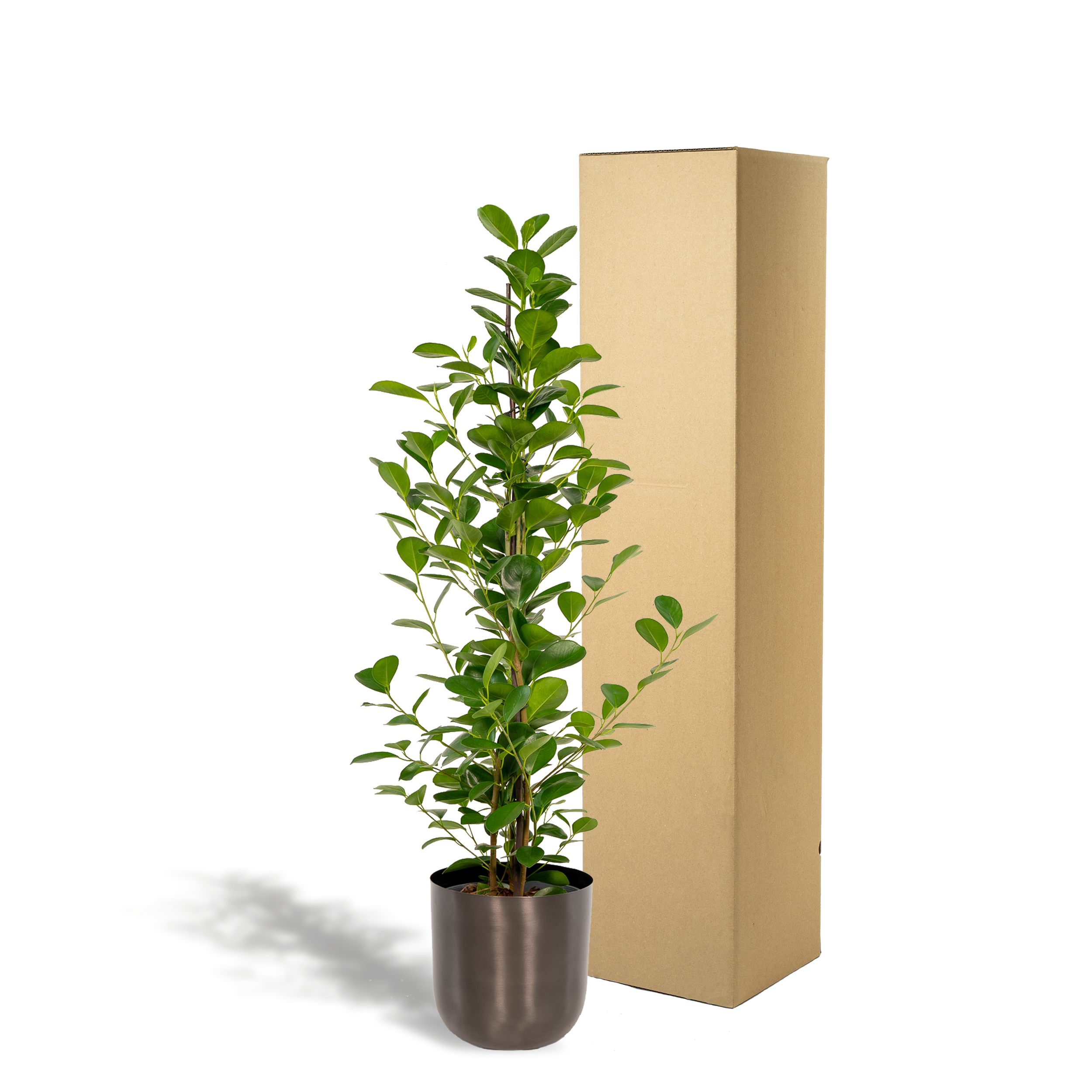 Ficus Microcarpa Moclame Zimmerpflanze mit Übertopf