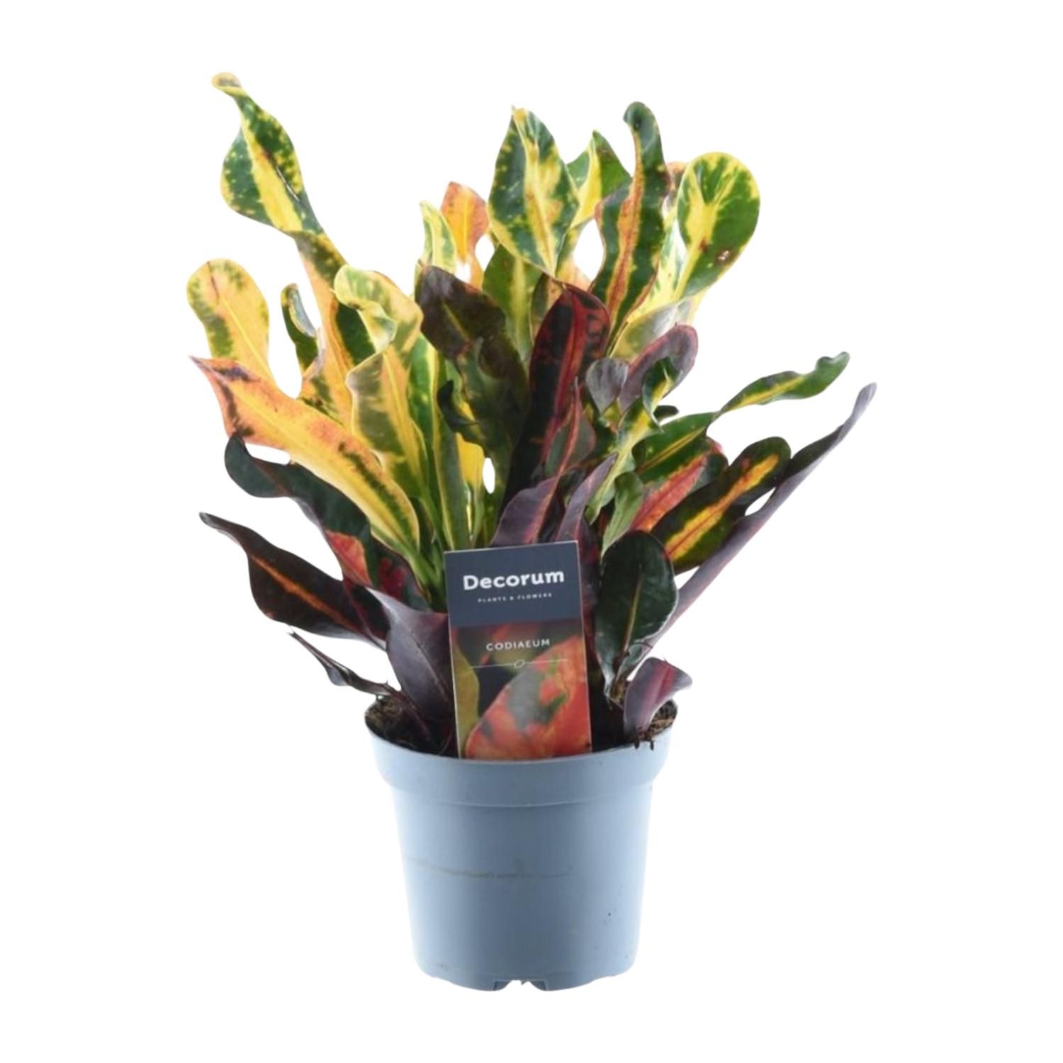 Codiaeum variegatum 'Mammi' | 30 cm Höhe | Ø12 Topfgröße