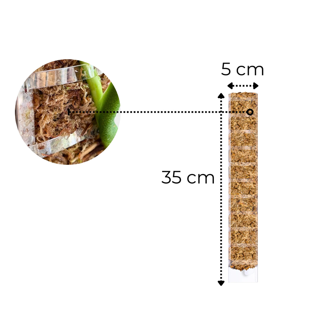 Plantscraper Kletterpflanzen-Sets: Moosstab, Topf & Anker