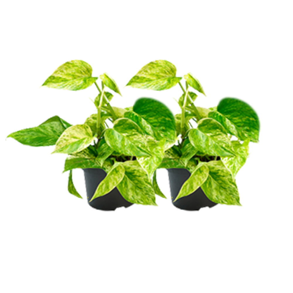 Epipremnum Marble Queen Zimmerpflanze