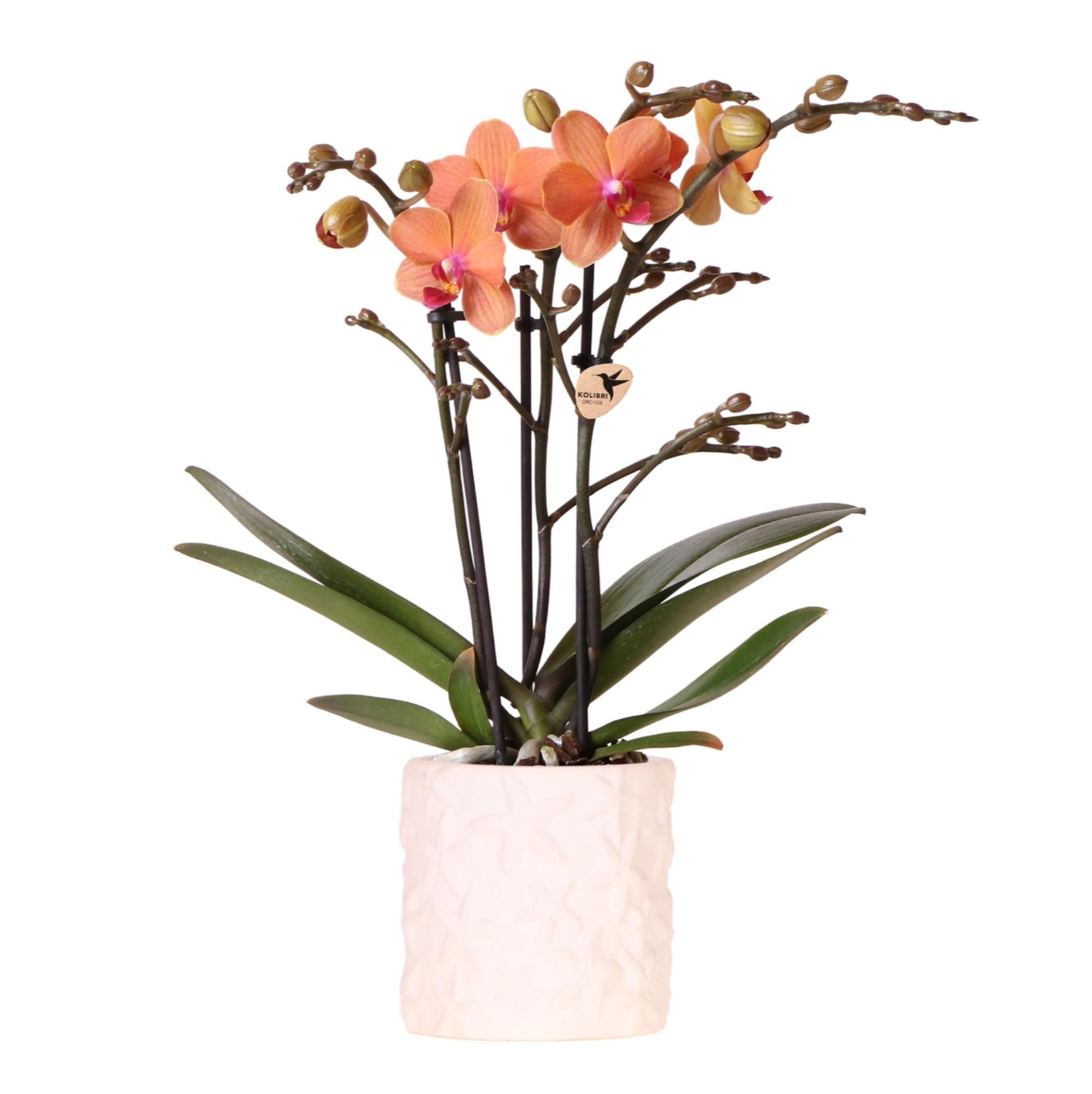 Orange Orchidee Bolzano – Blühende Zimmerpflanze – Topf Ø9cm