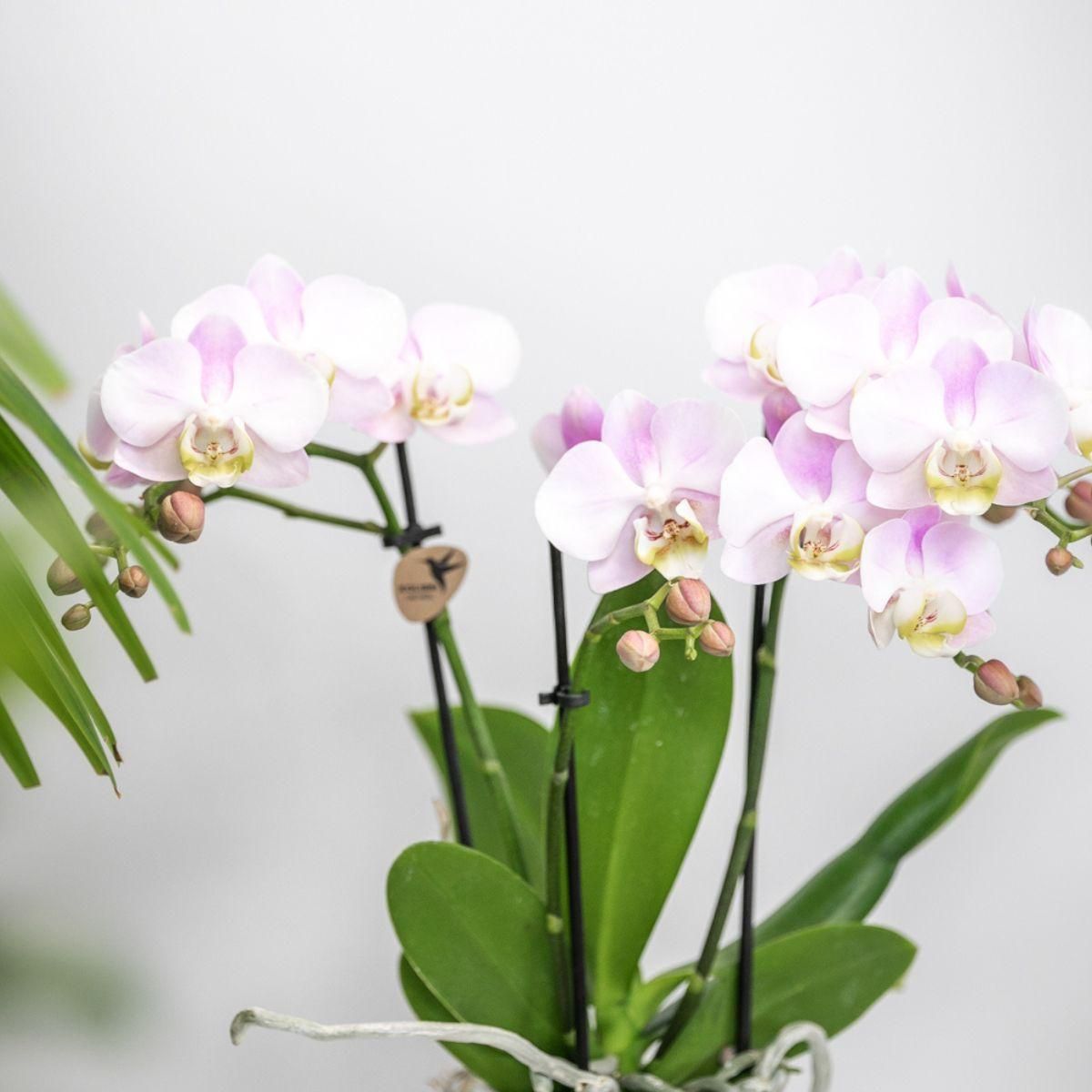 Pflanzenset 'Candy' – Rosa Phalaenopsis Orchidee | Sukkulente | Keramik-Töpfe