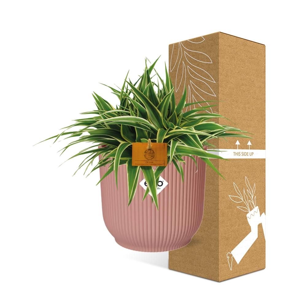 Chlorophytum Spinnenpflanze in ELHO Vibes Fold Topf