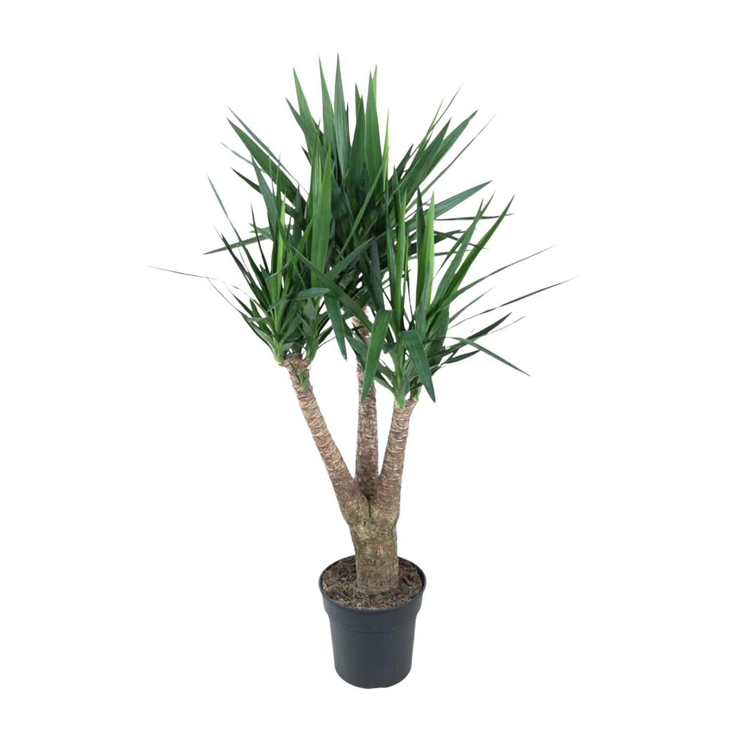 Yucca Elephantipe Elefantenpalme