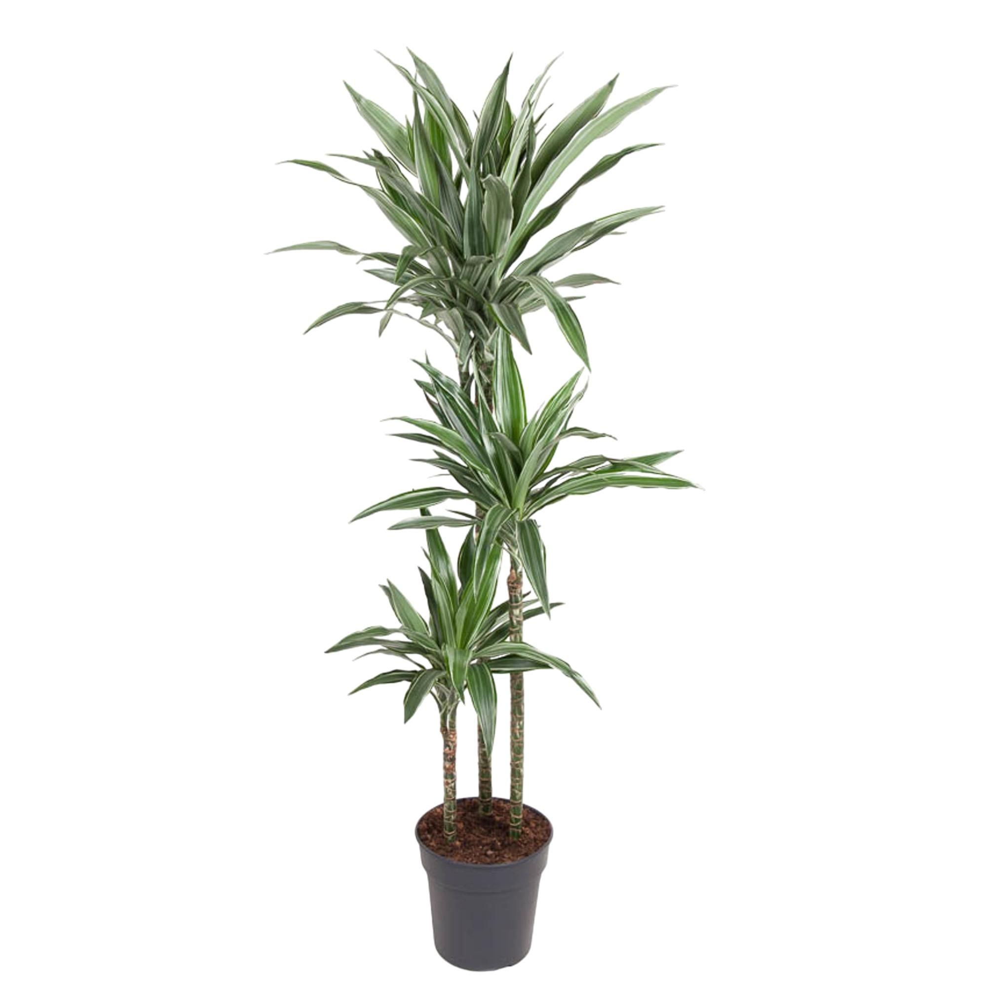 Dracaena Warneckei Zimmerpflanze