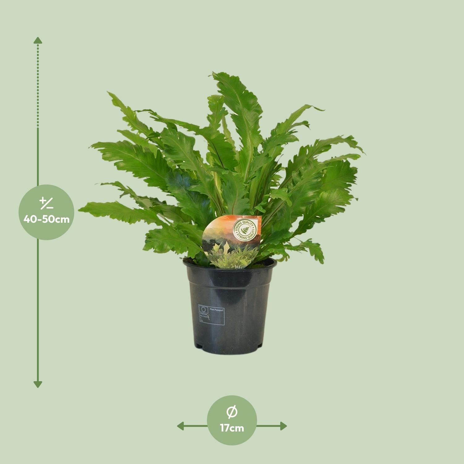 Asplenium Campio Zimmerfarn elegant