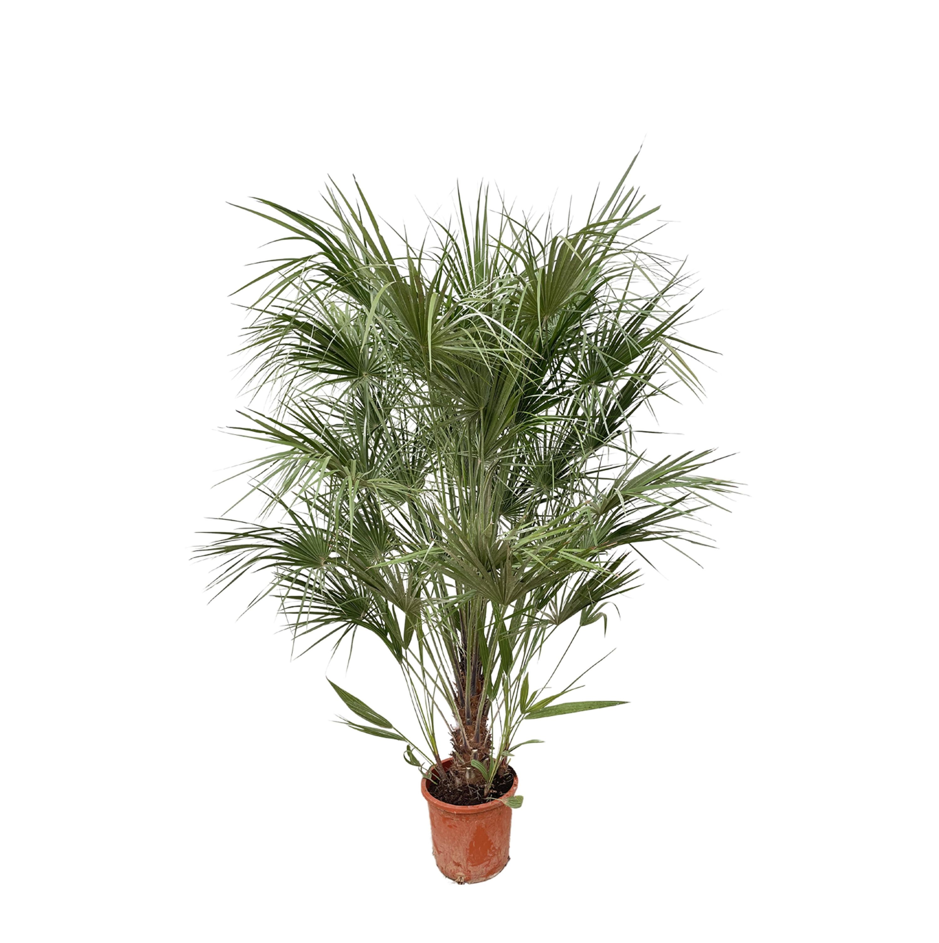 Chamaerops Humilis Mediterrane Zwergpalme